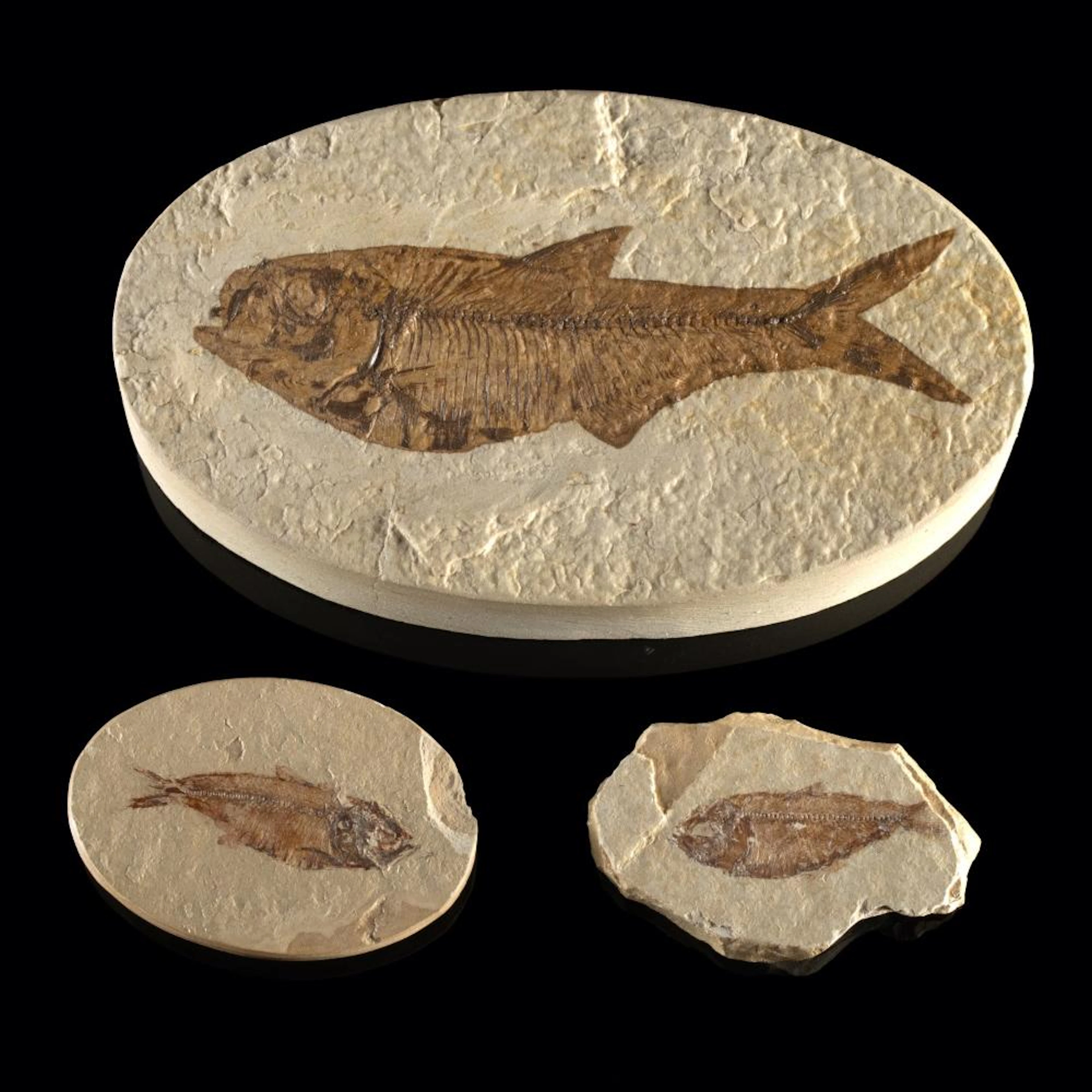 Fossilized Green River Diplomystus & Two Knightia Fish Matrices