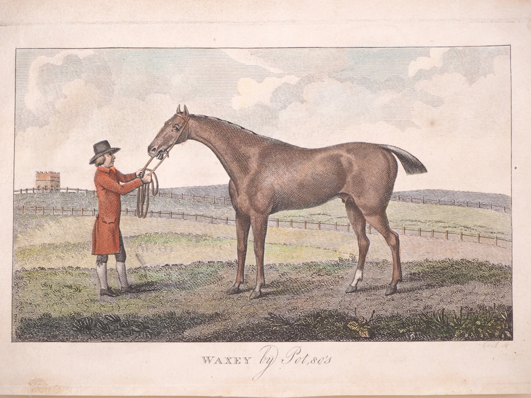 Los 240: Pferdeknecht mit Vollblut-Rennpferd Waxey - Stich um 1795