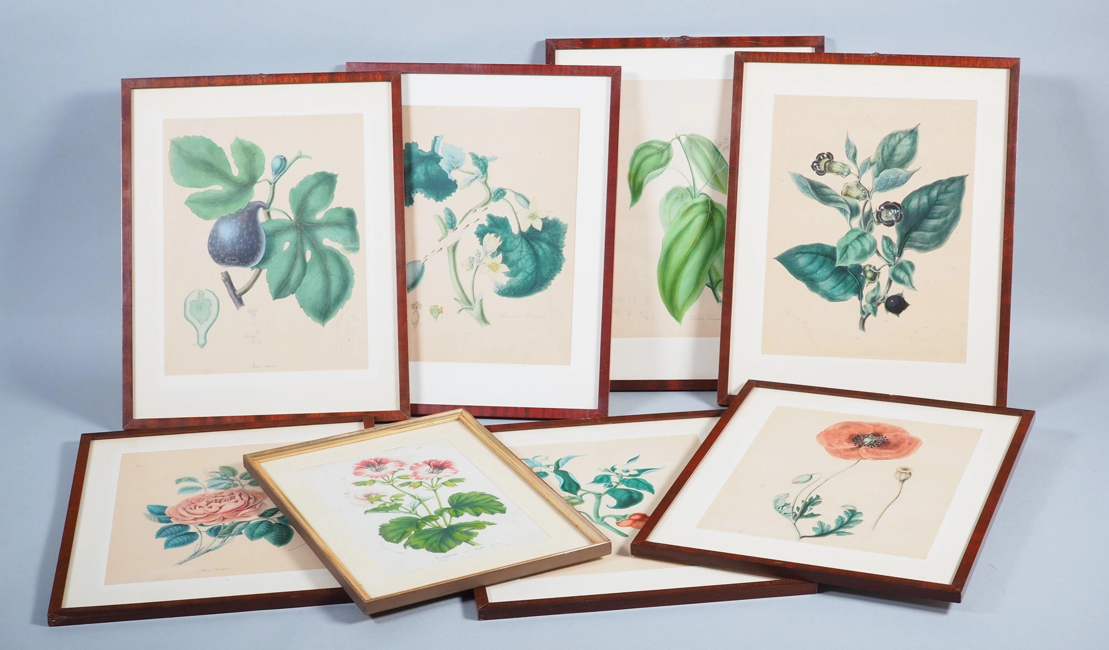 Los 242: Konvolut botanische Kupferstiche, erste Hälfte 19. Jh.