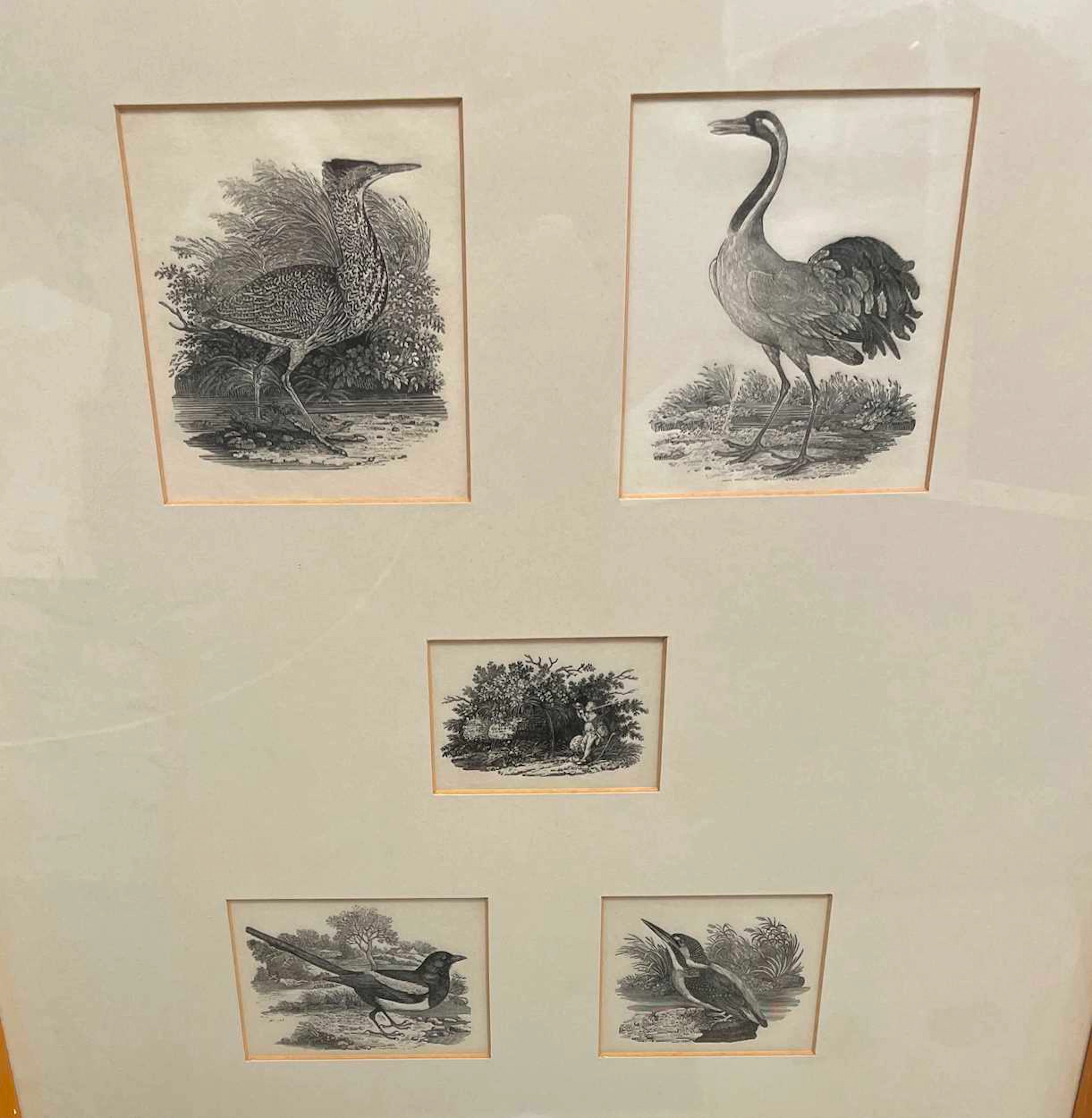 Thomas Bewick