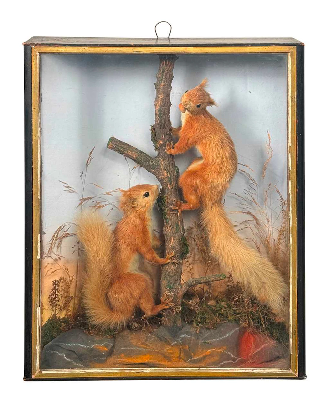 Cased taxidermy group of red squirrels with their nuts