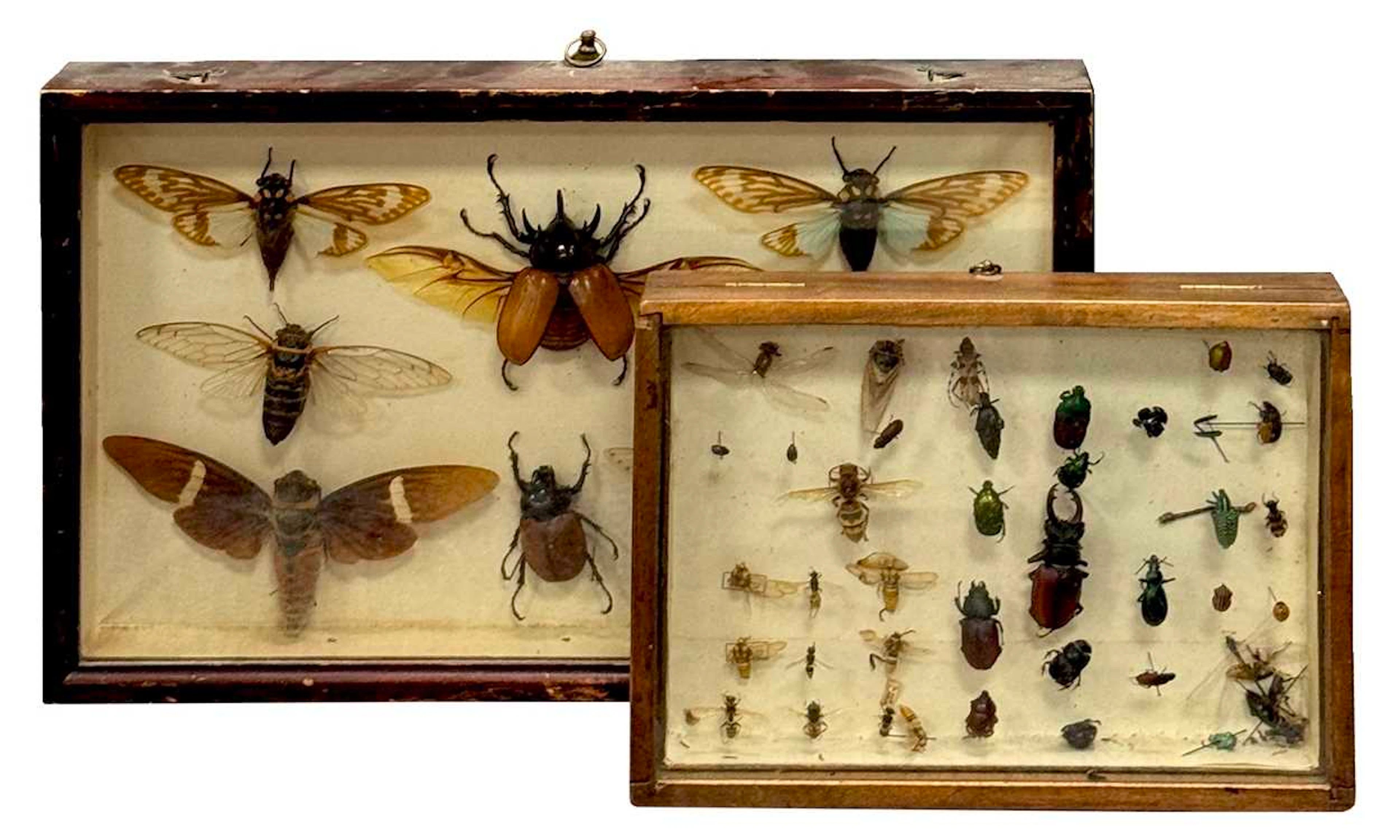 Cased display of stag beetles