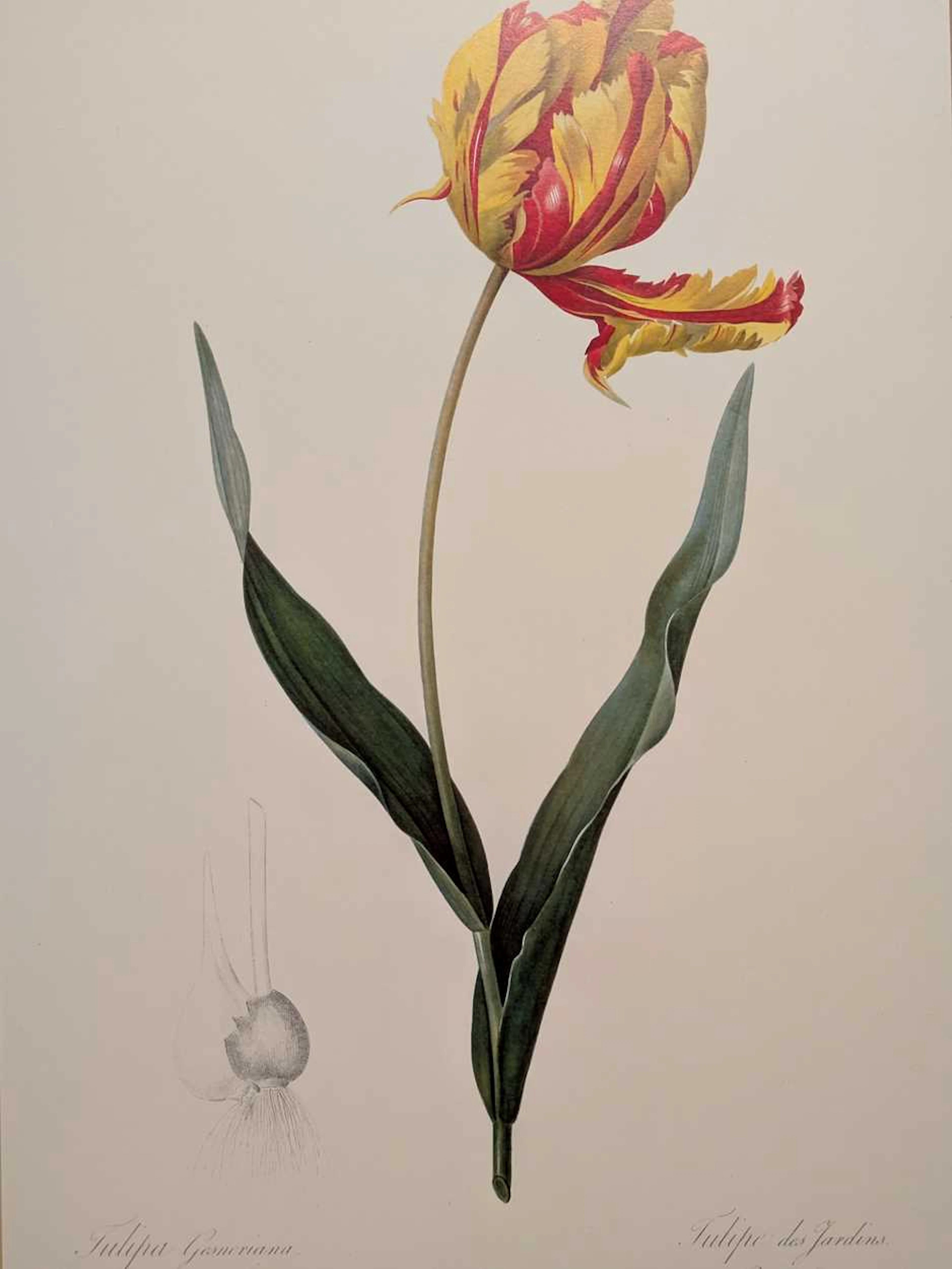 After Pierre-Joseph Redouté (4)