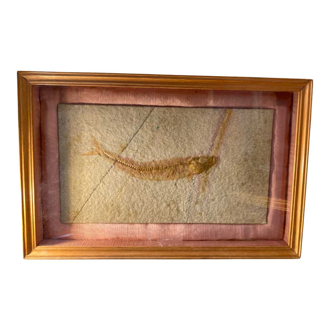 Jurassic fish fossil