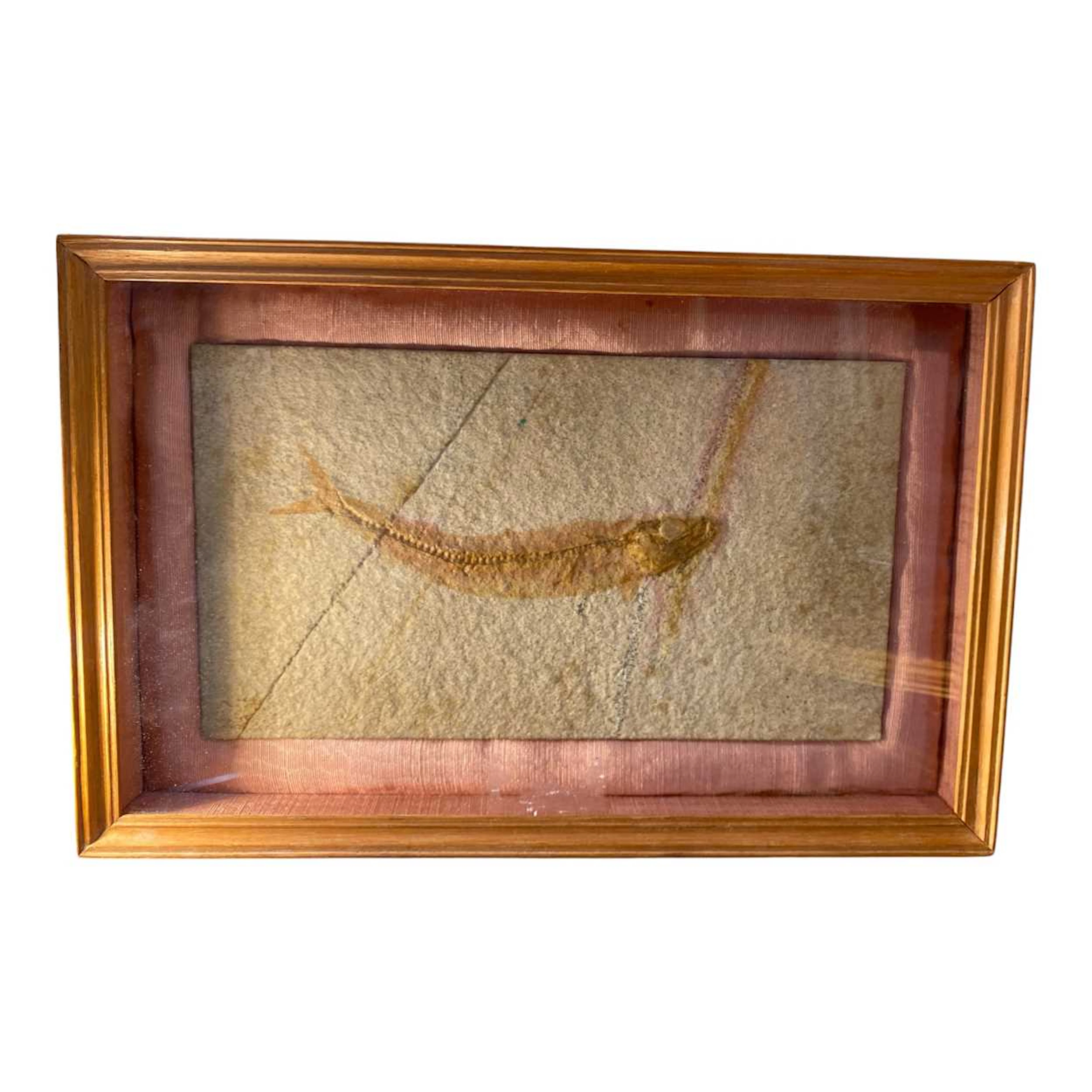 Jurassic fish fossil