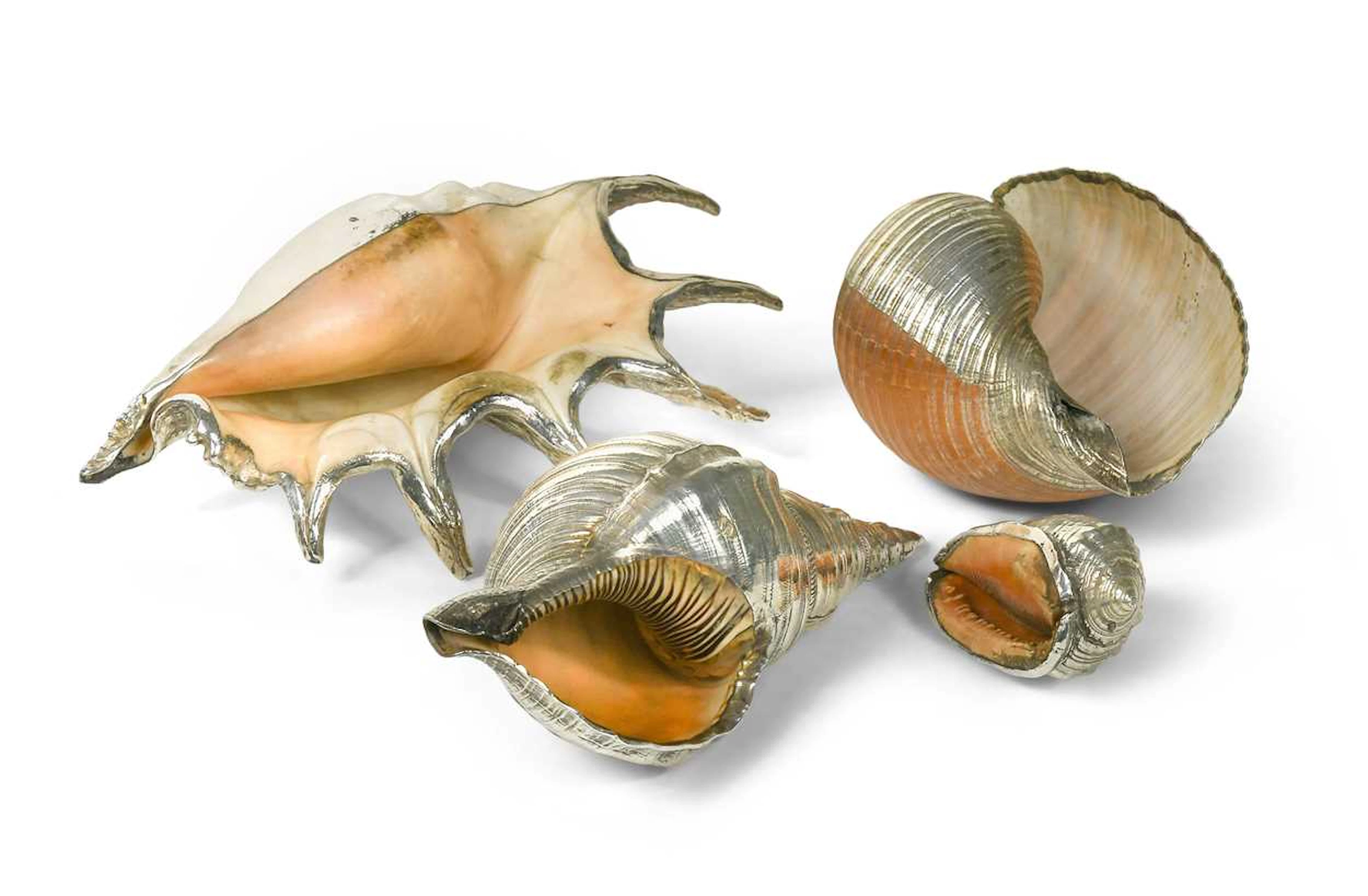A collection of silver-plated seashells, modern