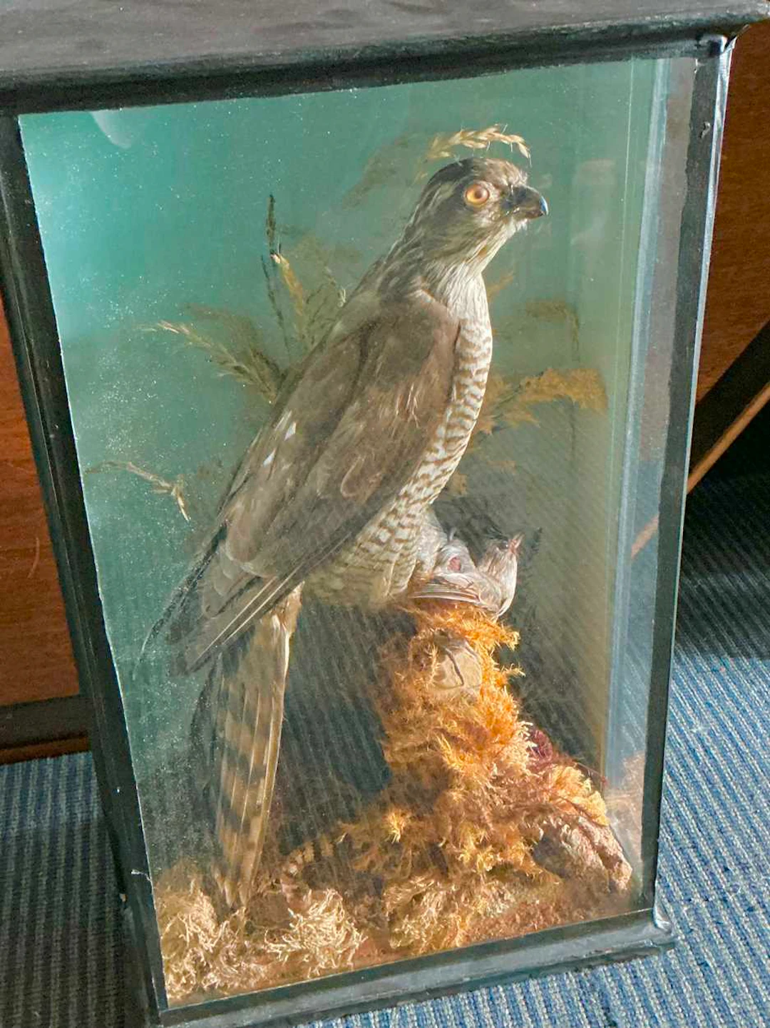 Taxidermy group
