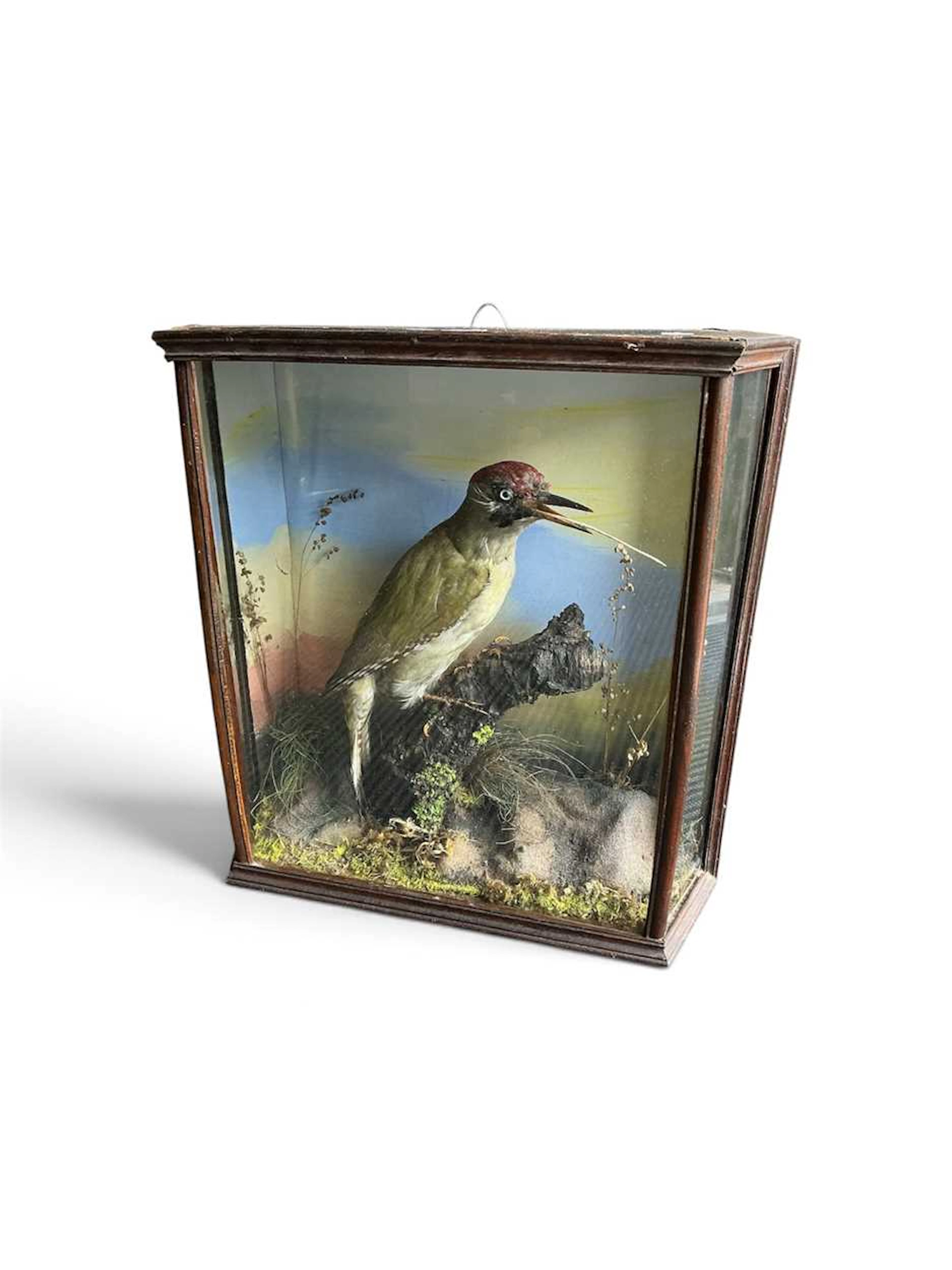 Taxidermy a green woodpecker in stepped glazed case