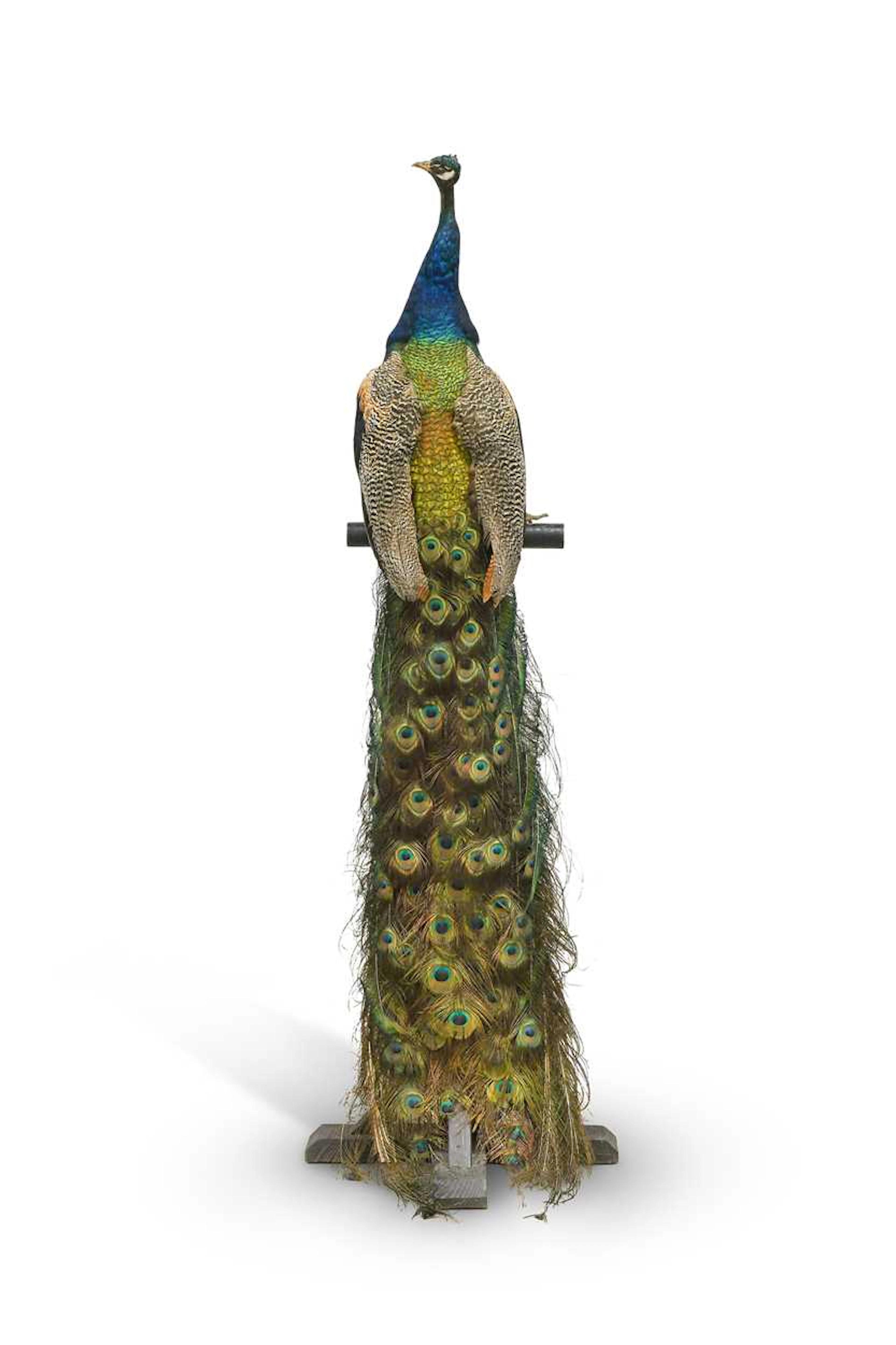 Taxidermy