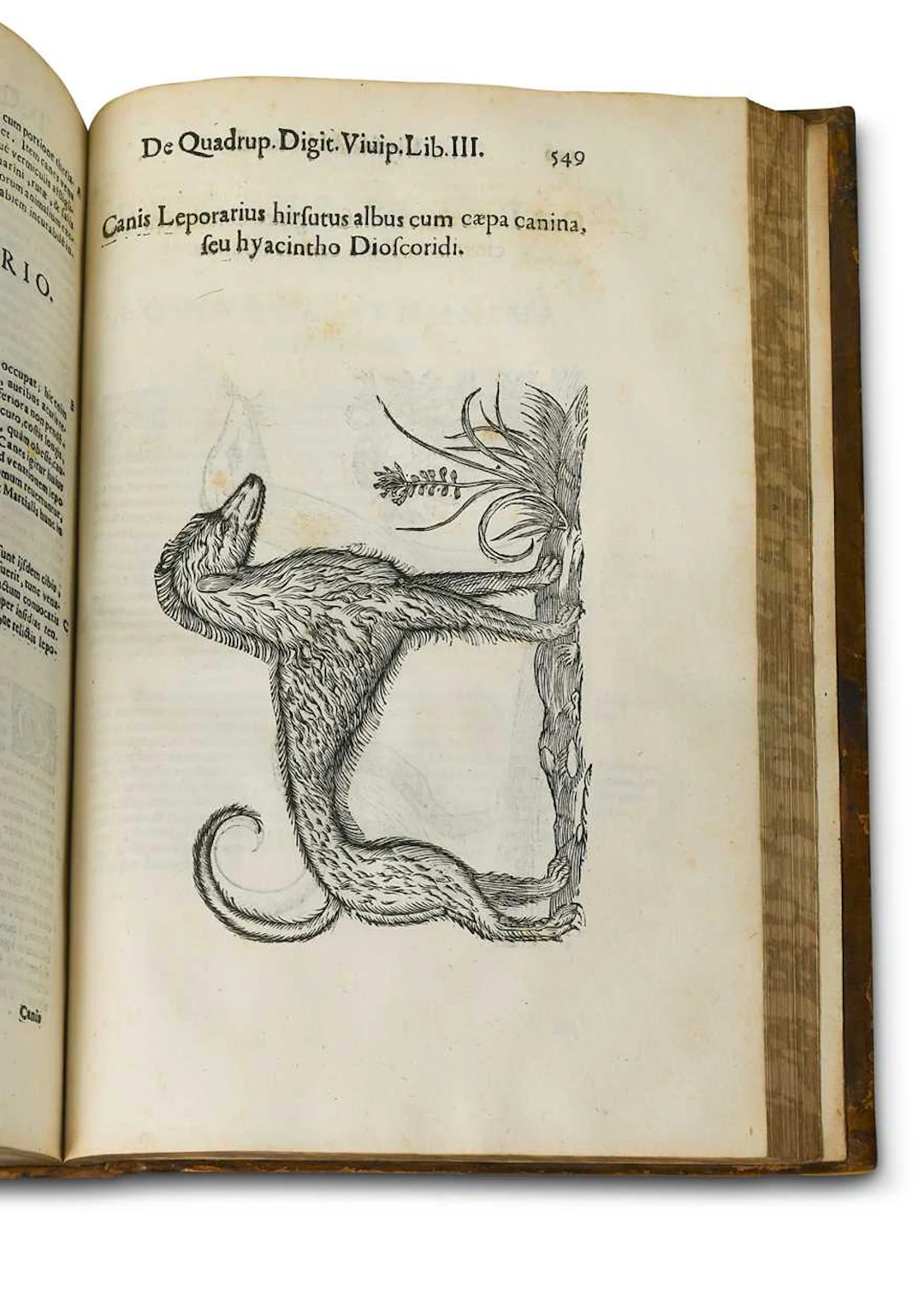 ALDROVANDI (Ulyssis)