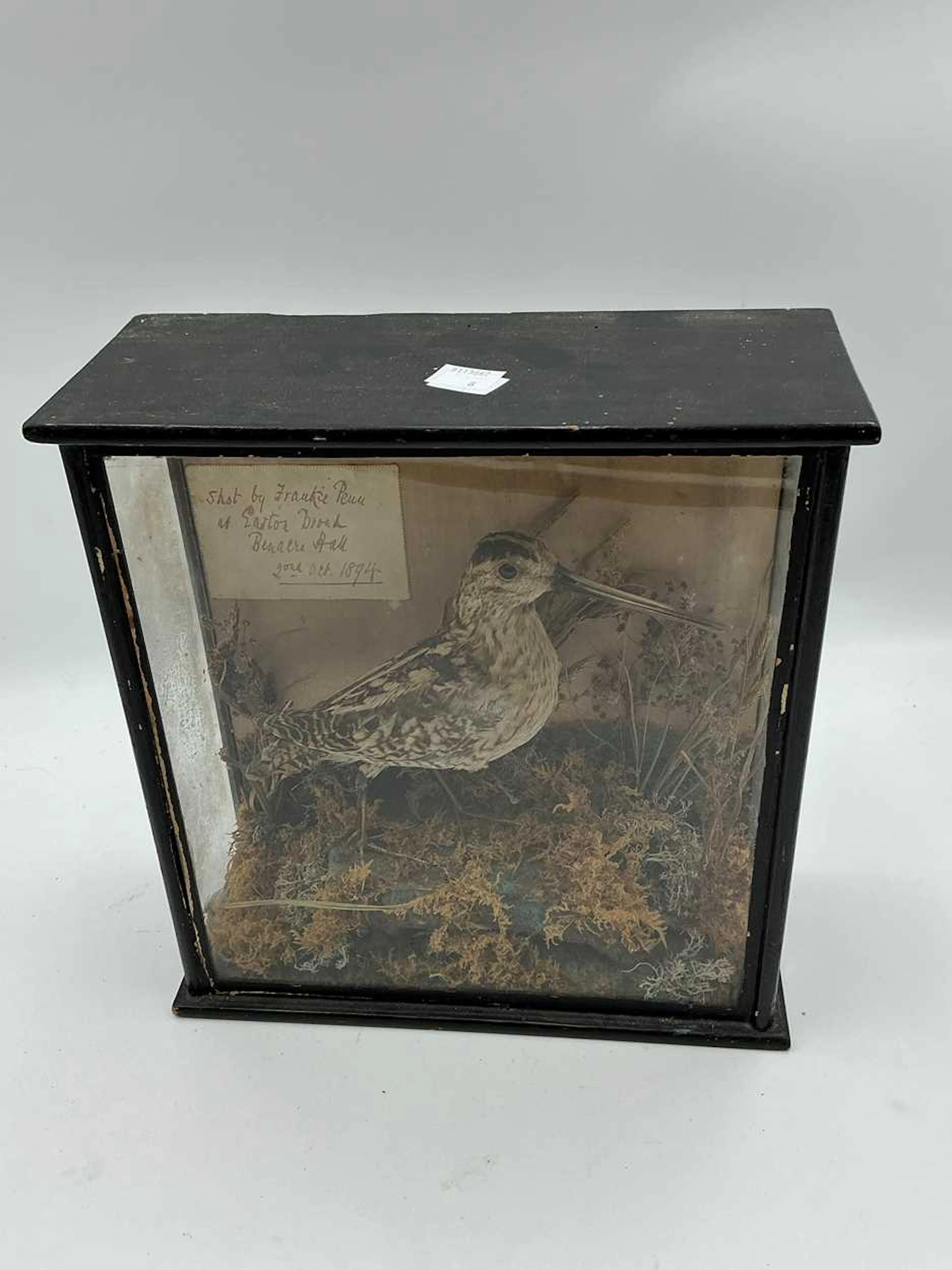 D Newby of Thetford Taxidermy snipe in glass case with naturalistic foliage