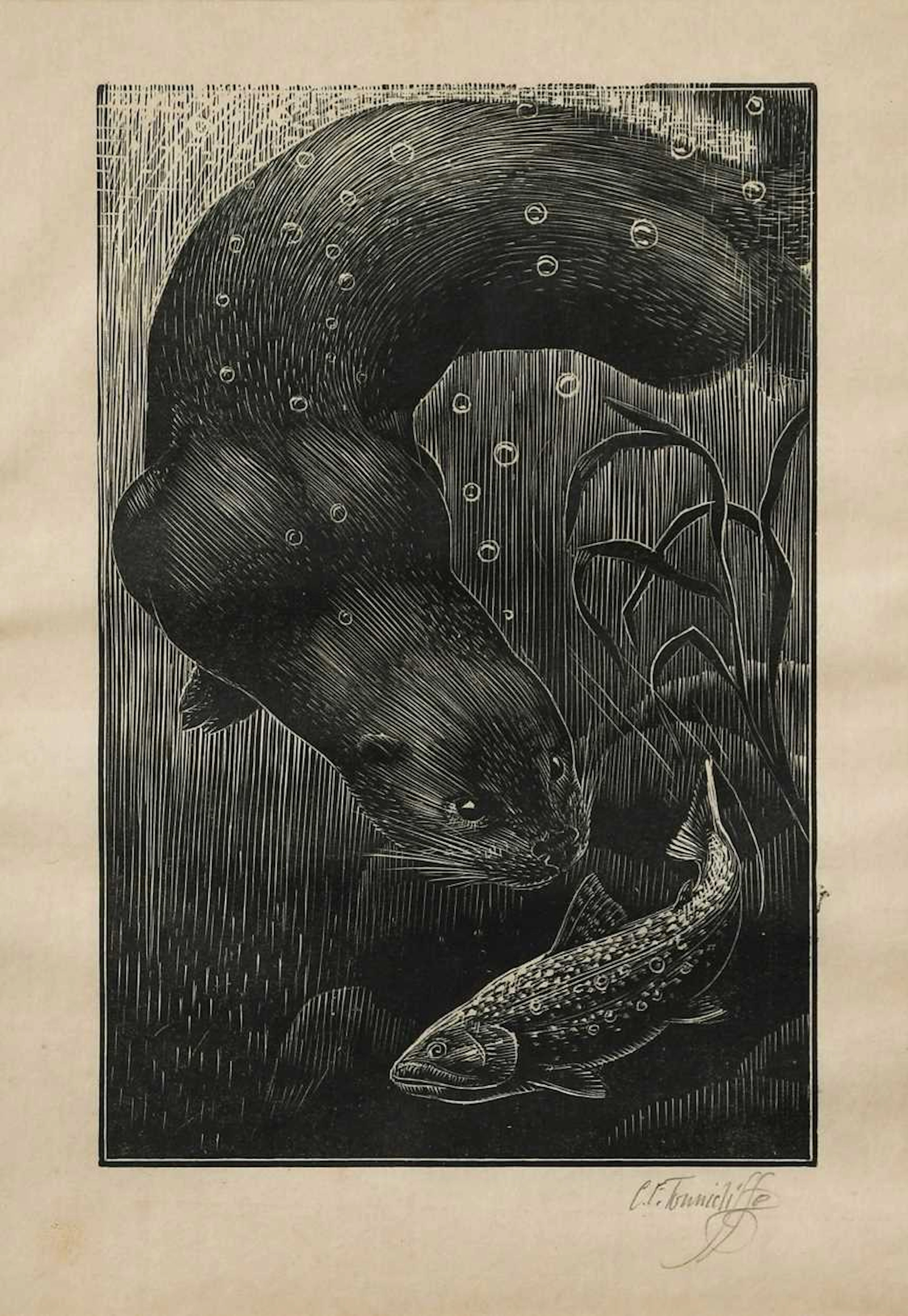 Charles Frederick Tunnicliffe OBE, RA (British, 1901-1979)