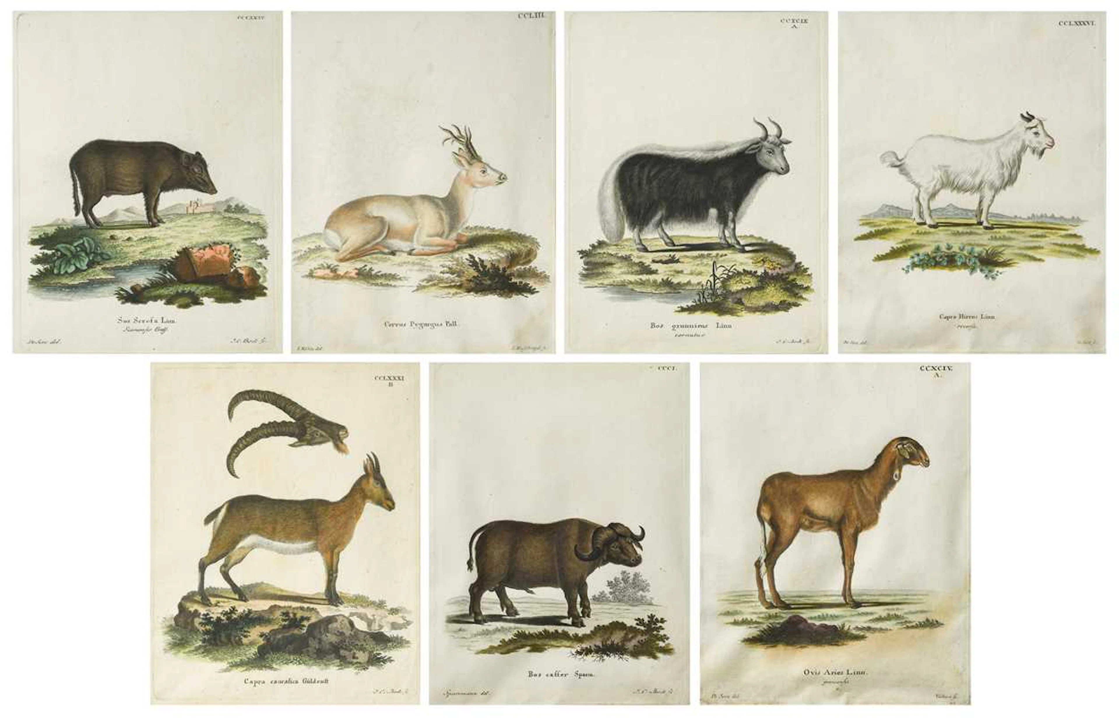 A set of seven 18th century hand-coloured engravings of animals
