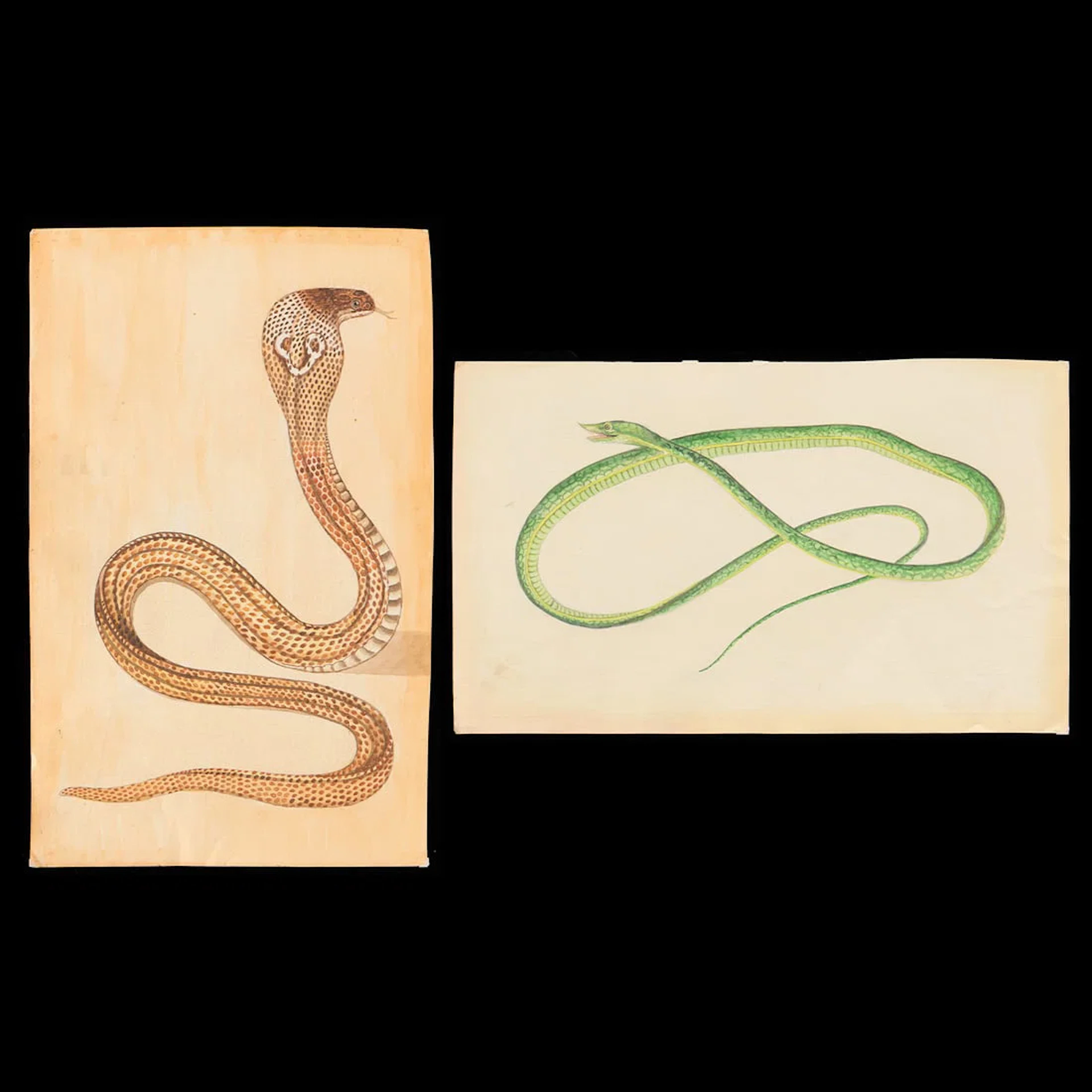 2 Indian Company School Snake Watercolor Paintings