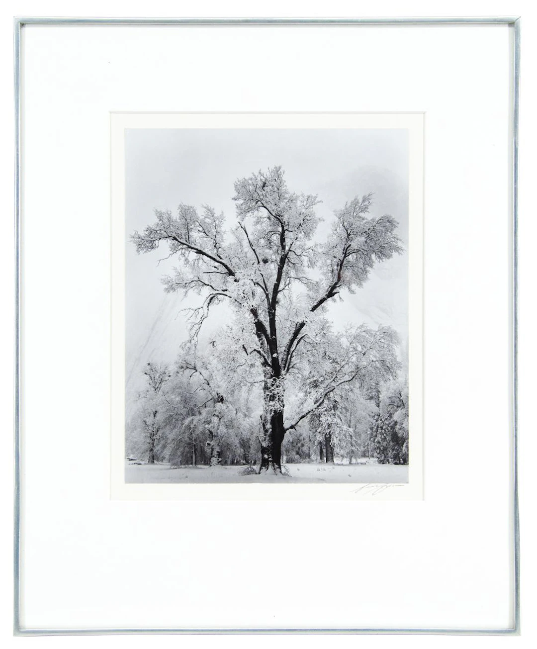 ANSEL ADAMS "OAK TREE, SNOWSTORM" GELATIN SILVER PRINT