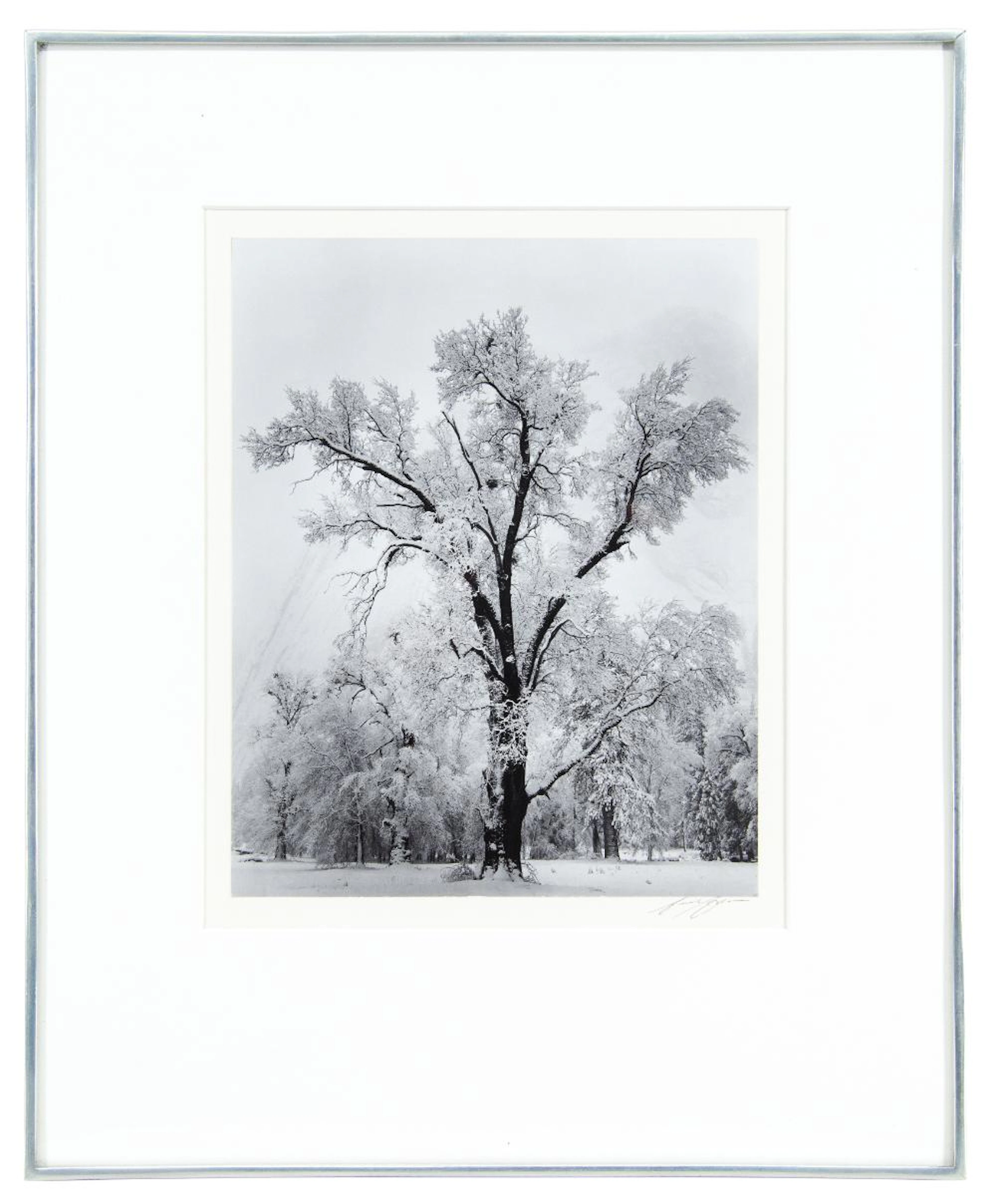 ANSEL ADAMS "OAK TREE, SNOWSTORM" GELATIN SILVER PRINT