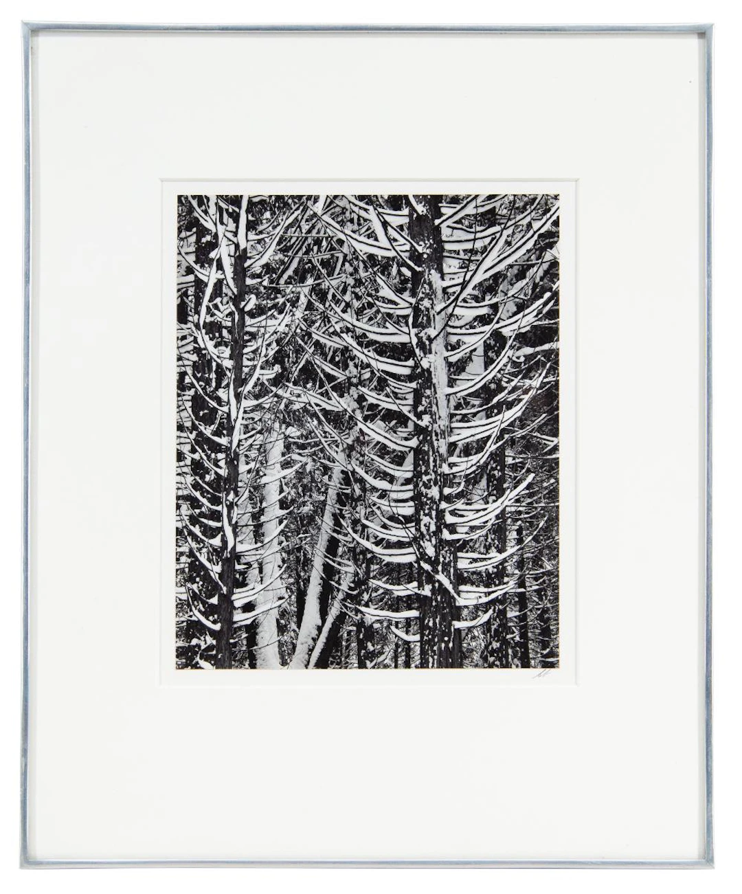 ANSEL ADAMS "FOREST DETAIL, WINTER, YOSEMITE NATIONAL PARK, CALIFORNIA"