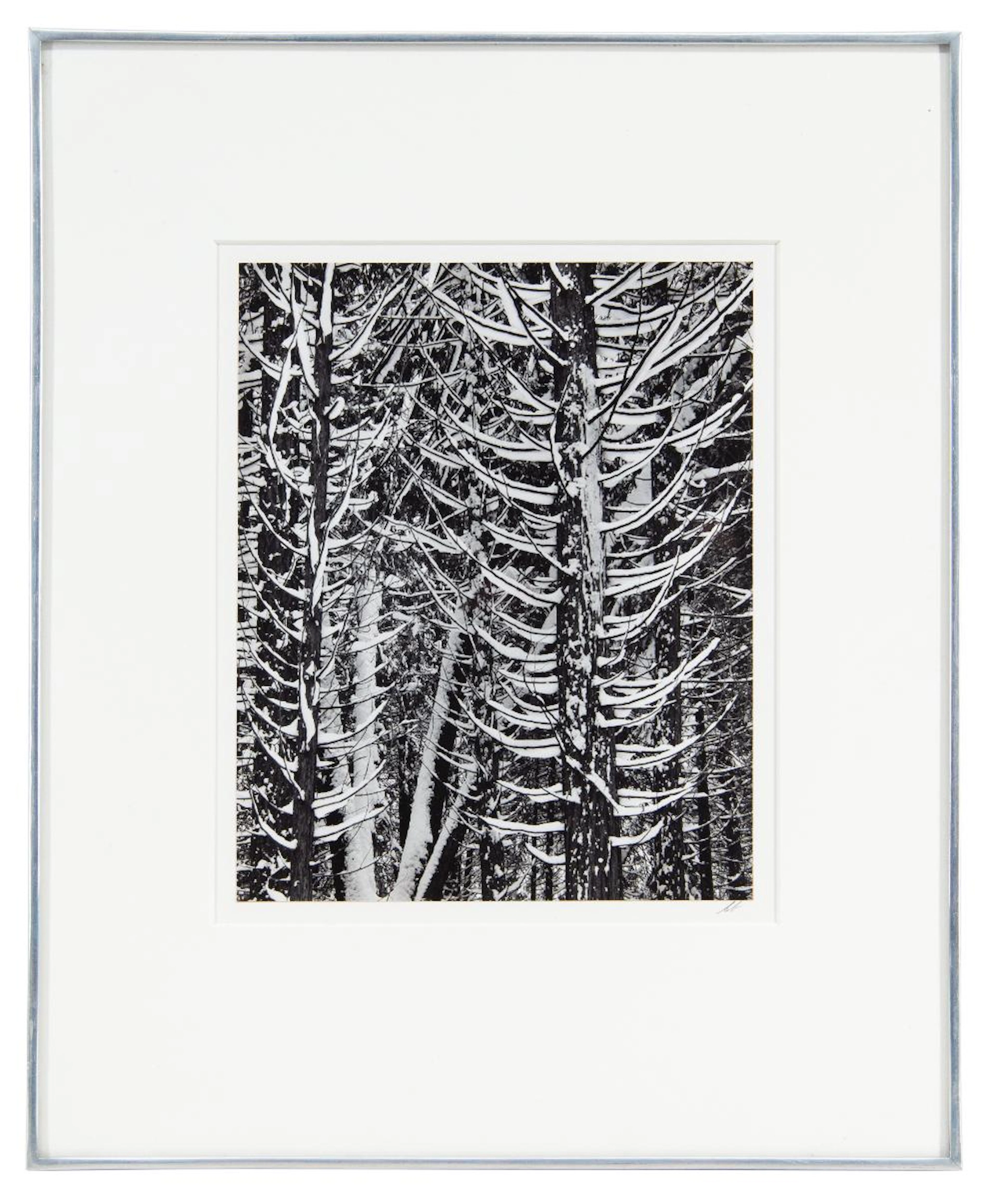 ANSEL ADAMS "FOREST DETAIL, WINTER, YOSEMITE NATIONAL PARK, CALIFORNIA"
