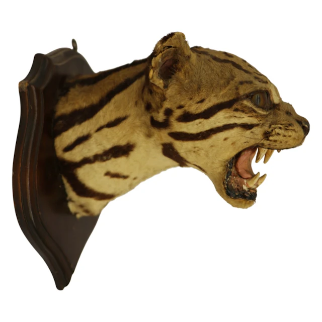 Taxidermy Wildcat Shoulder Mount