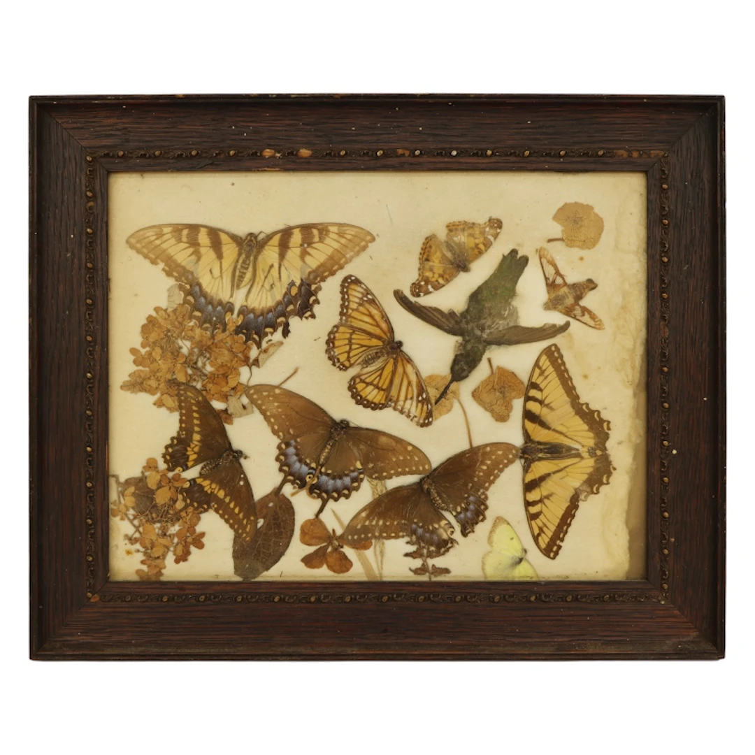 Victorian Taxidermy Butterfly Hummingbird Display