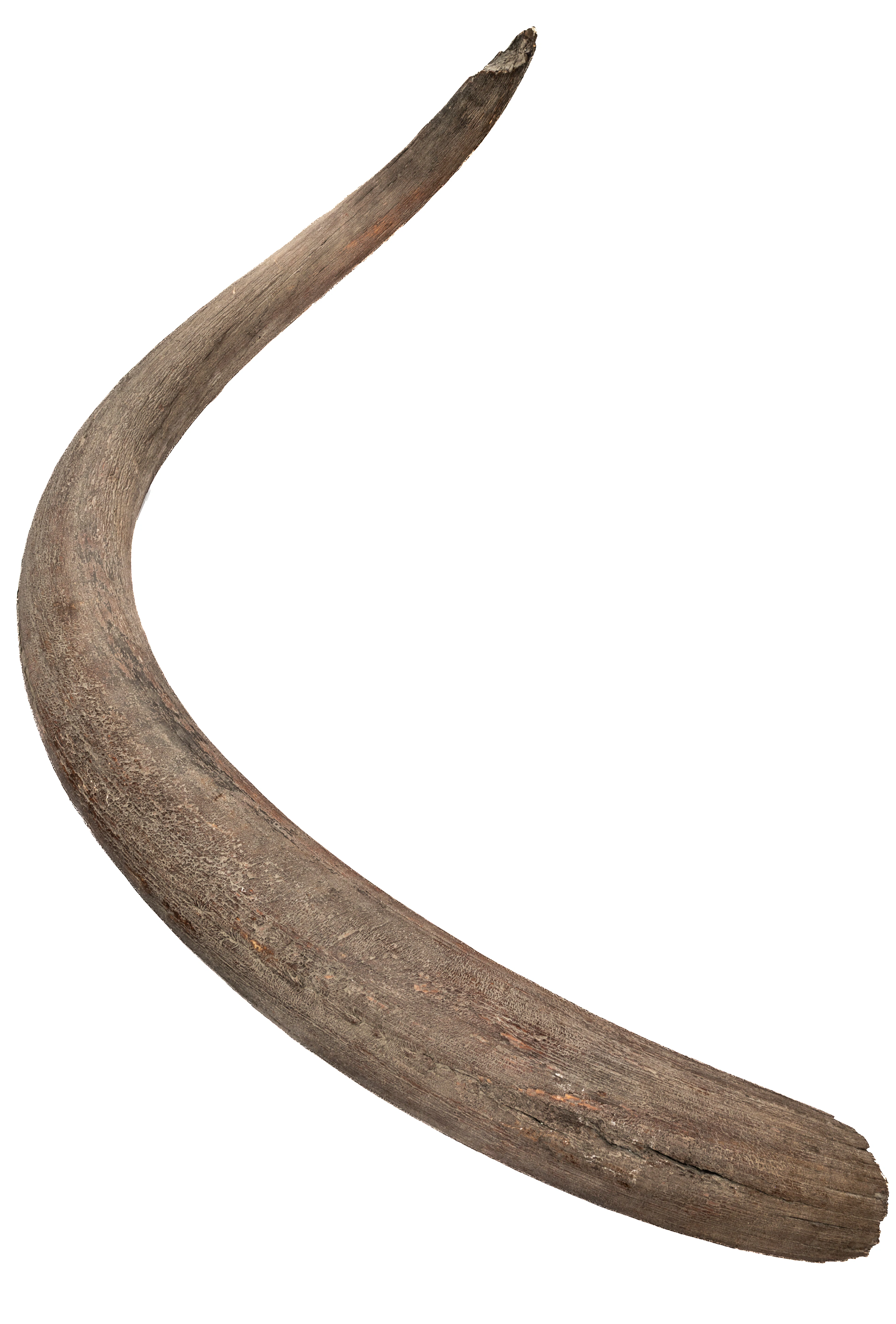 Lot 334: VERY LARGE AND HEAVY SIBERIAN MAMMOTH TOOTH