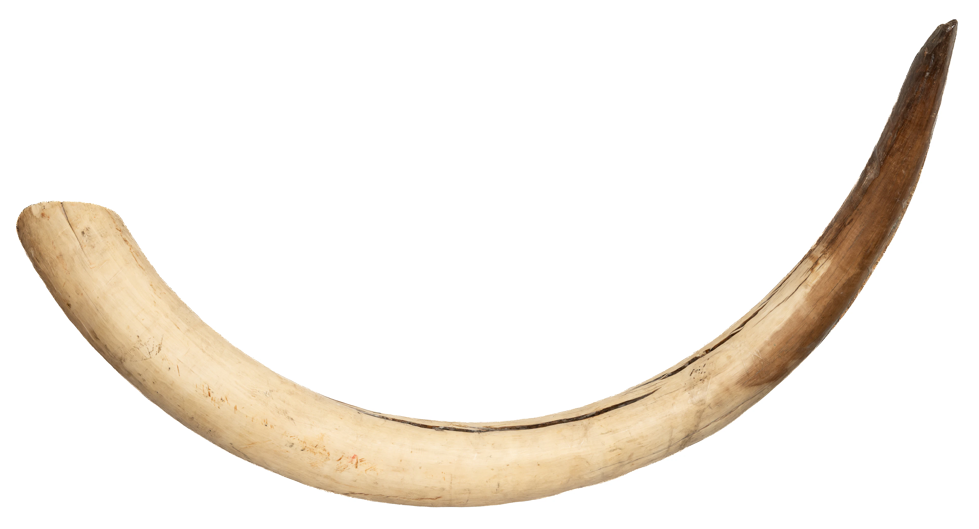 Lot 333: SIBERIAN MAMMOTH TOOTH