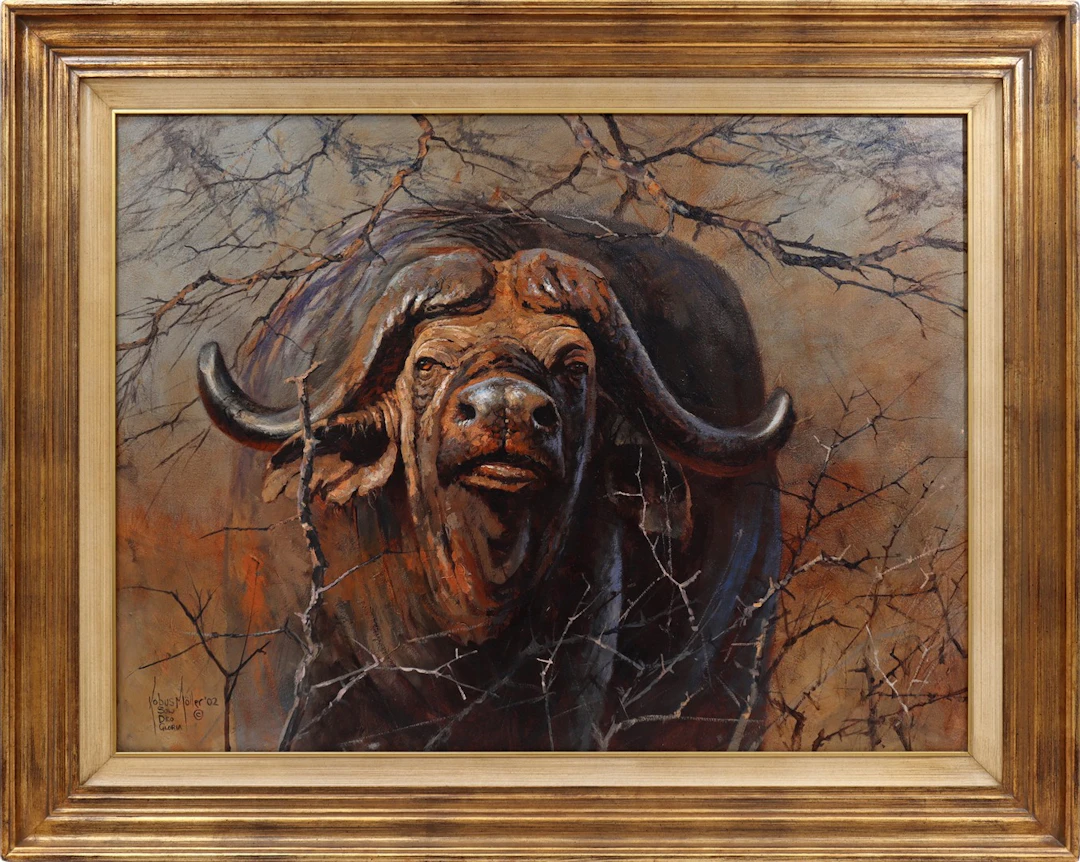Afrikaanse buffel