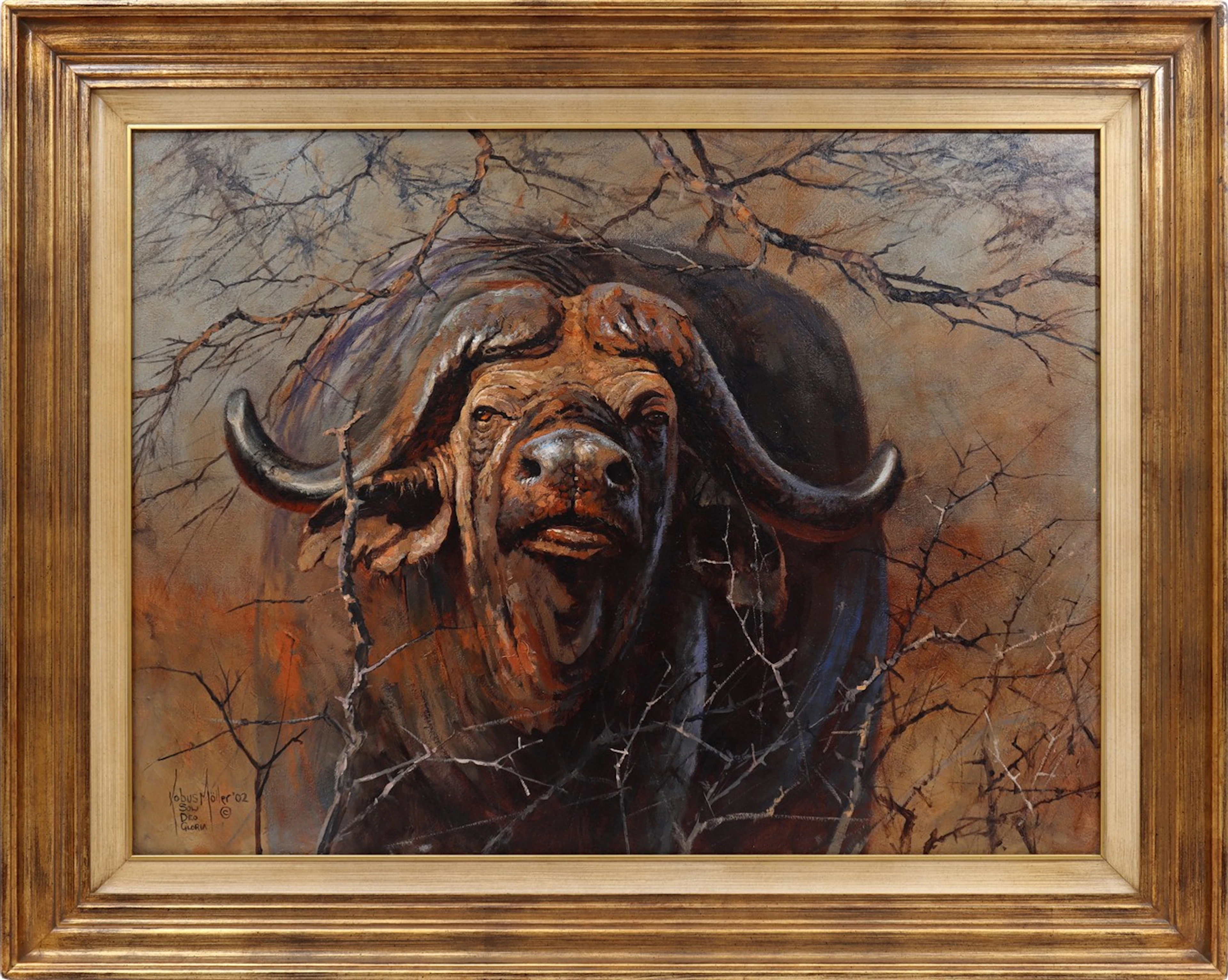 Afrikaanse buffel