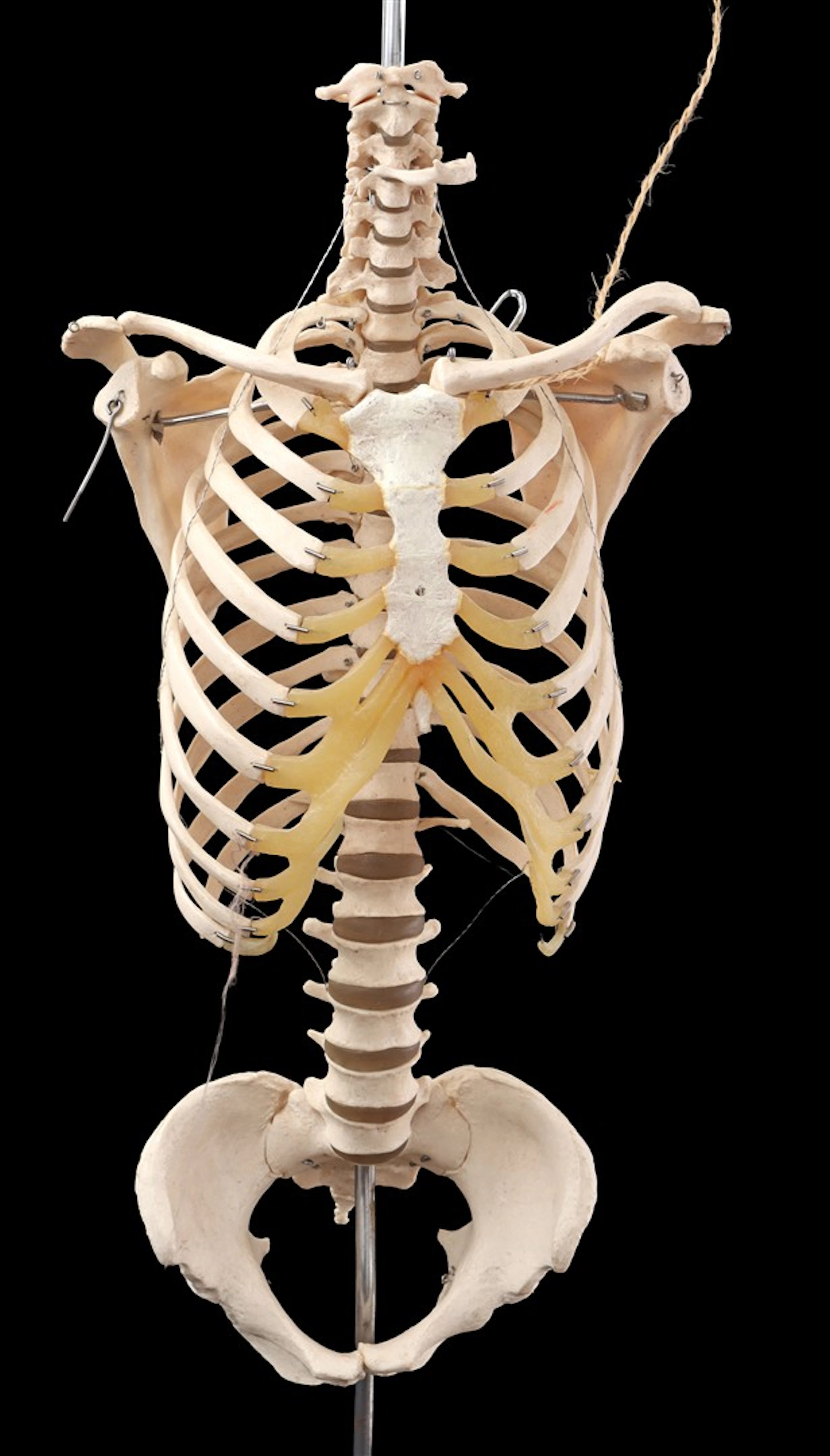 Kunststof anatomisch model van wervelkolom met ribbenkast en bekken