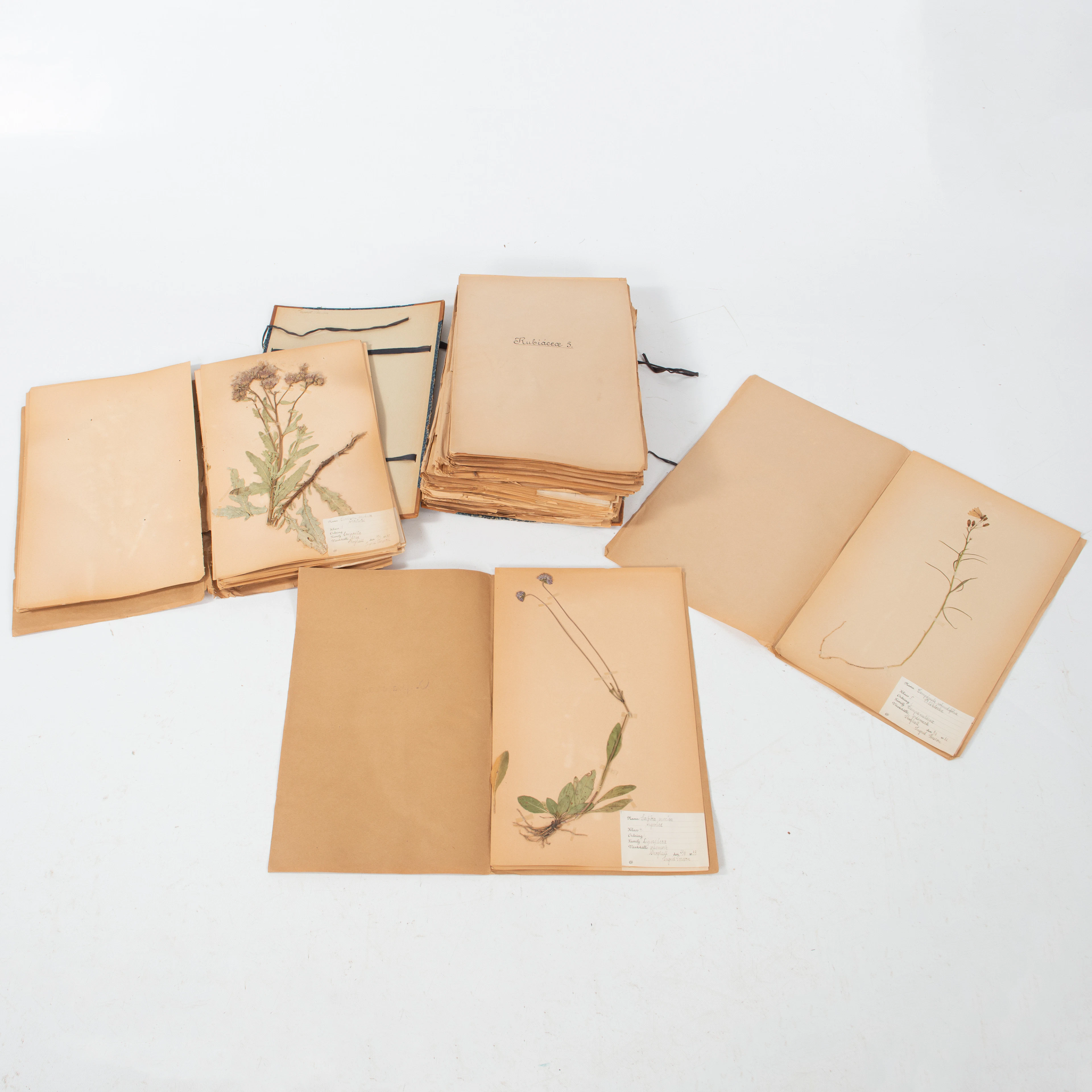 HERBARIUM 2 st.