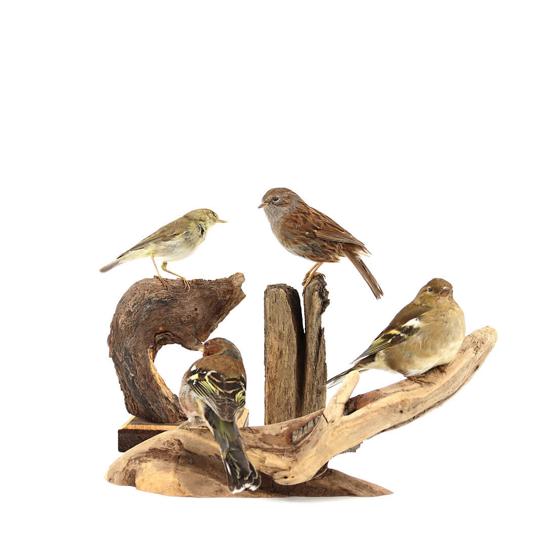 JÄRNSPARV, LÖVSÅNGARE och BOFINK , 4 st, taxidermi, monterade på gren.