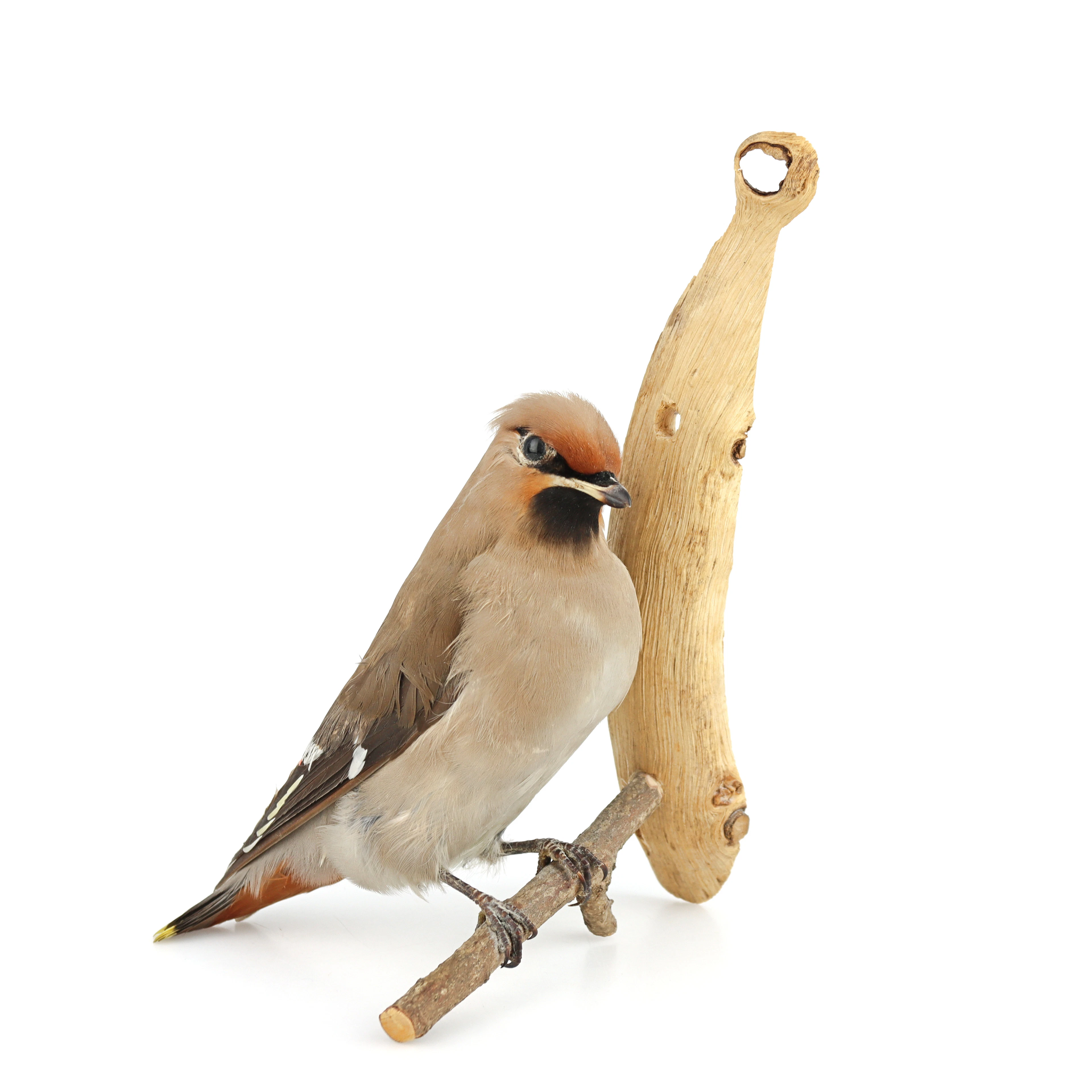 TAXIDERMI, Sidensvans.