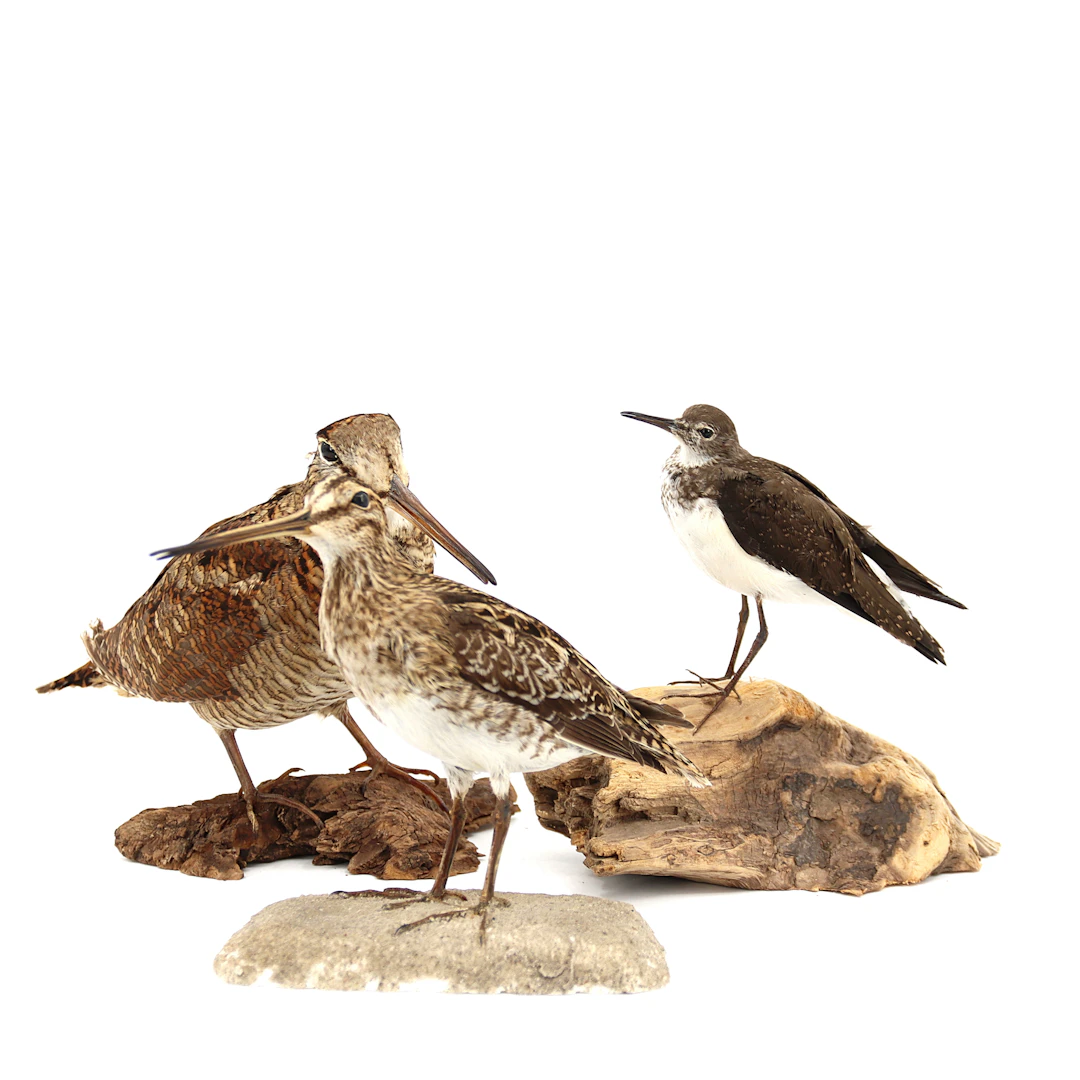 ENKEL- & DUBBELBECKASIN och DRILLSNÄPPA, 3 stycken, taxidermi, delvis