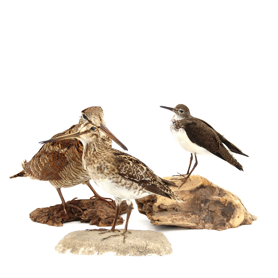 ENKEL- & DUBBELBECKASIN och DRILLSNÄPPA, 3 stycken, taxidermi, delvis