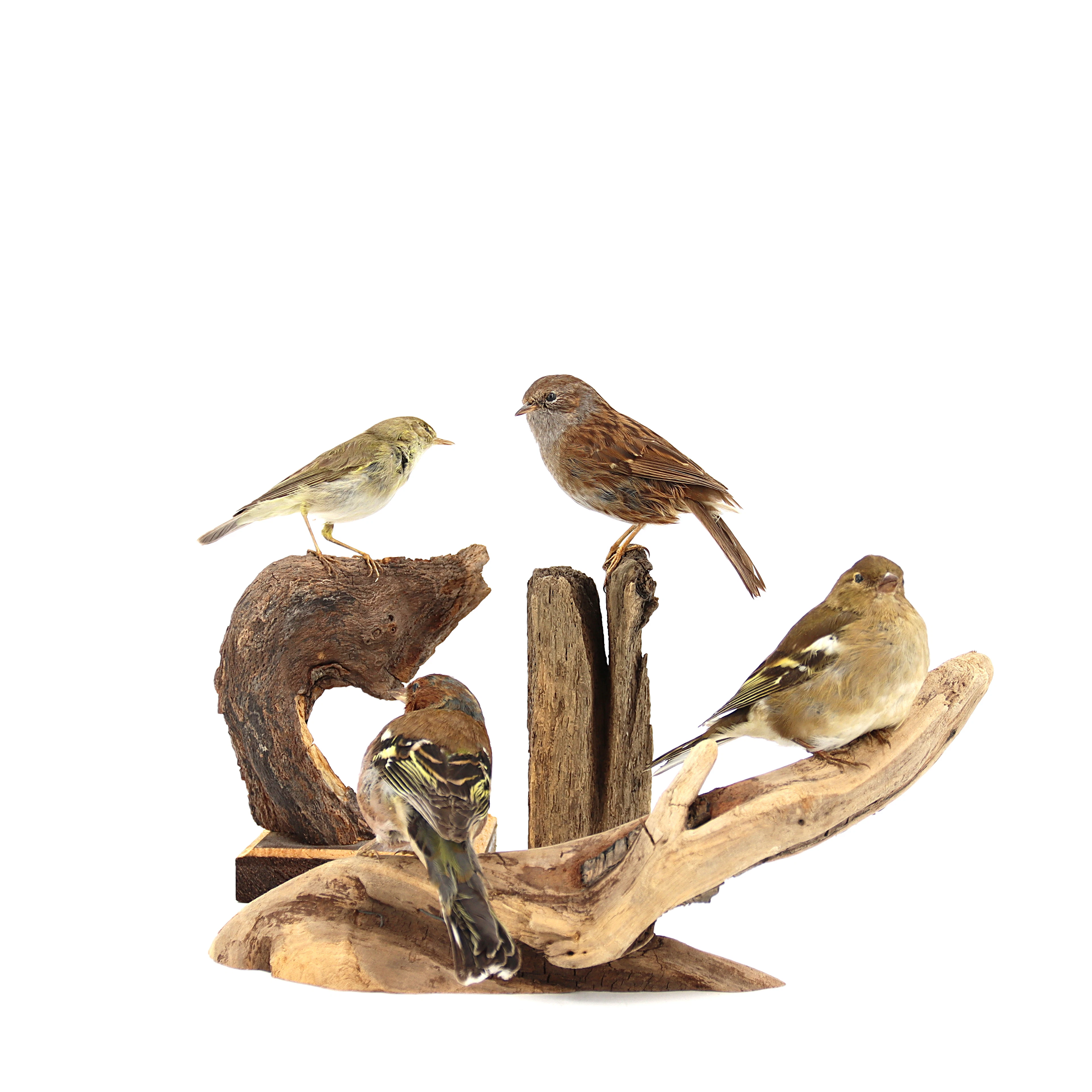 JÄRNSPARV, LÖVSÅNGARE och BOFINK , 4 st, taxidermi, monterade på gren.