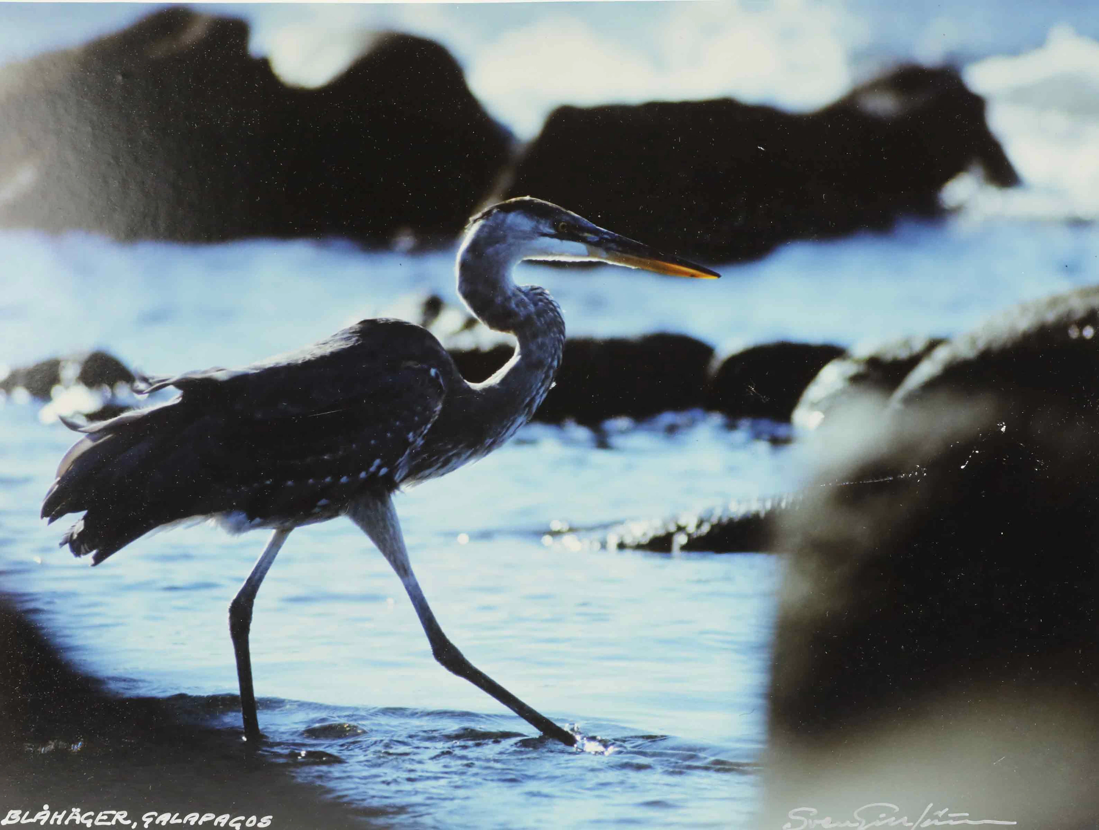 SVEN GILLSÄTER. Fotografi, "Blåhäger Galapagos", signerad.