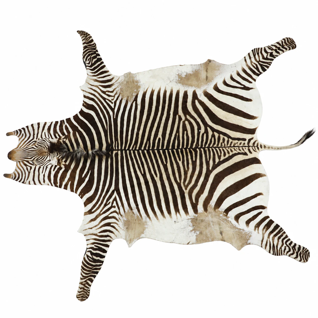 ZEBRASKINN "Burchell zebra", Sydafrika, 1900-tal.