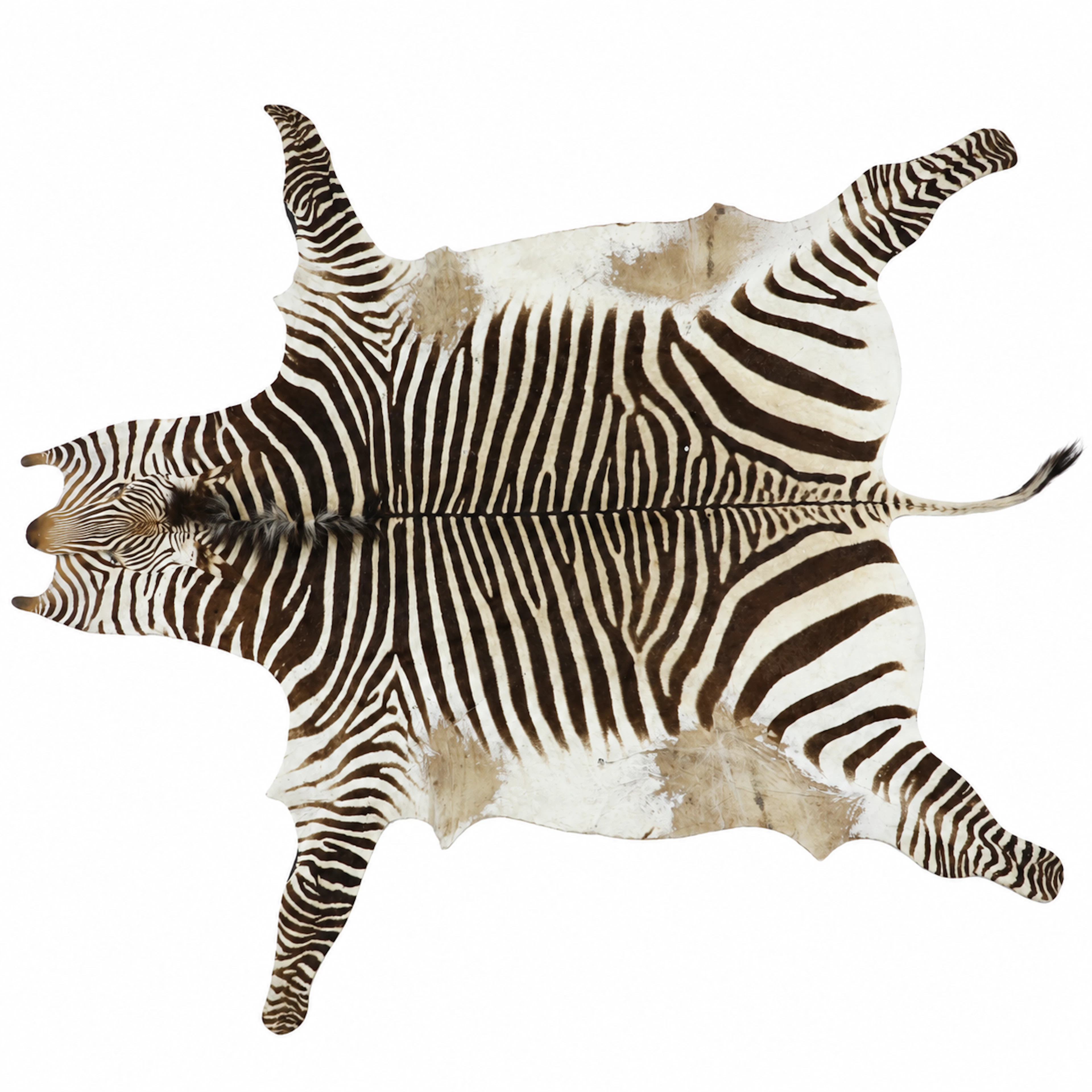 ZEBRASKINN "Burchell zebra", Sydafrika, 1900-tal.