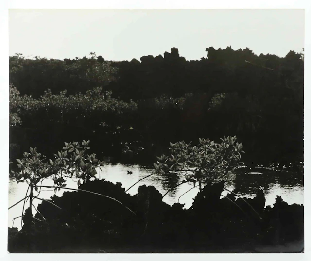 SVEN GILLSÄTER (1921-2001). Fotografi, Naturlandskap Galapagos, signerad