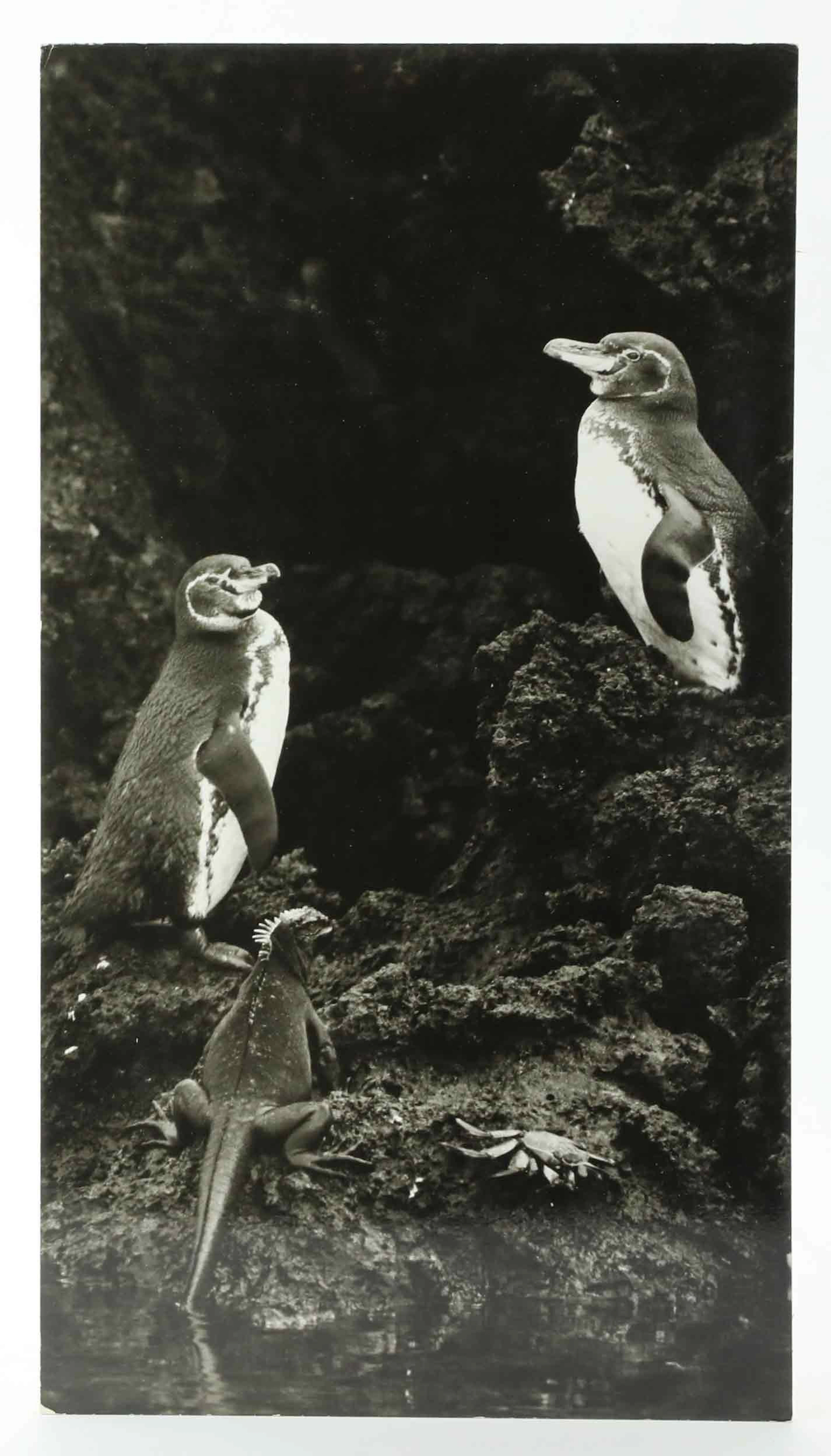 SVEN GILLSÄTER. FOTOGRAFI, Galapagospingviner, Iguanaödla, krabba