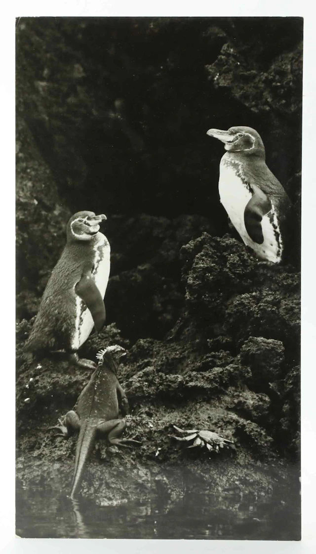 SVEN GILLSÄTER. FOTOGRAFI, Galapagospingviner, Iguanaödla, krabba