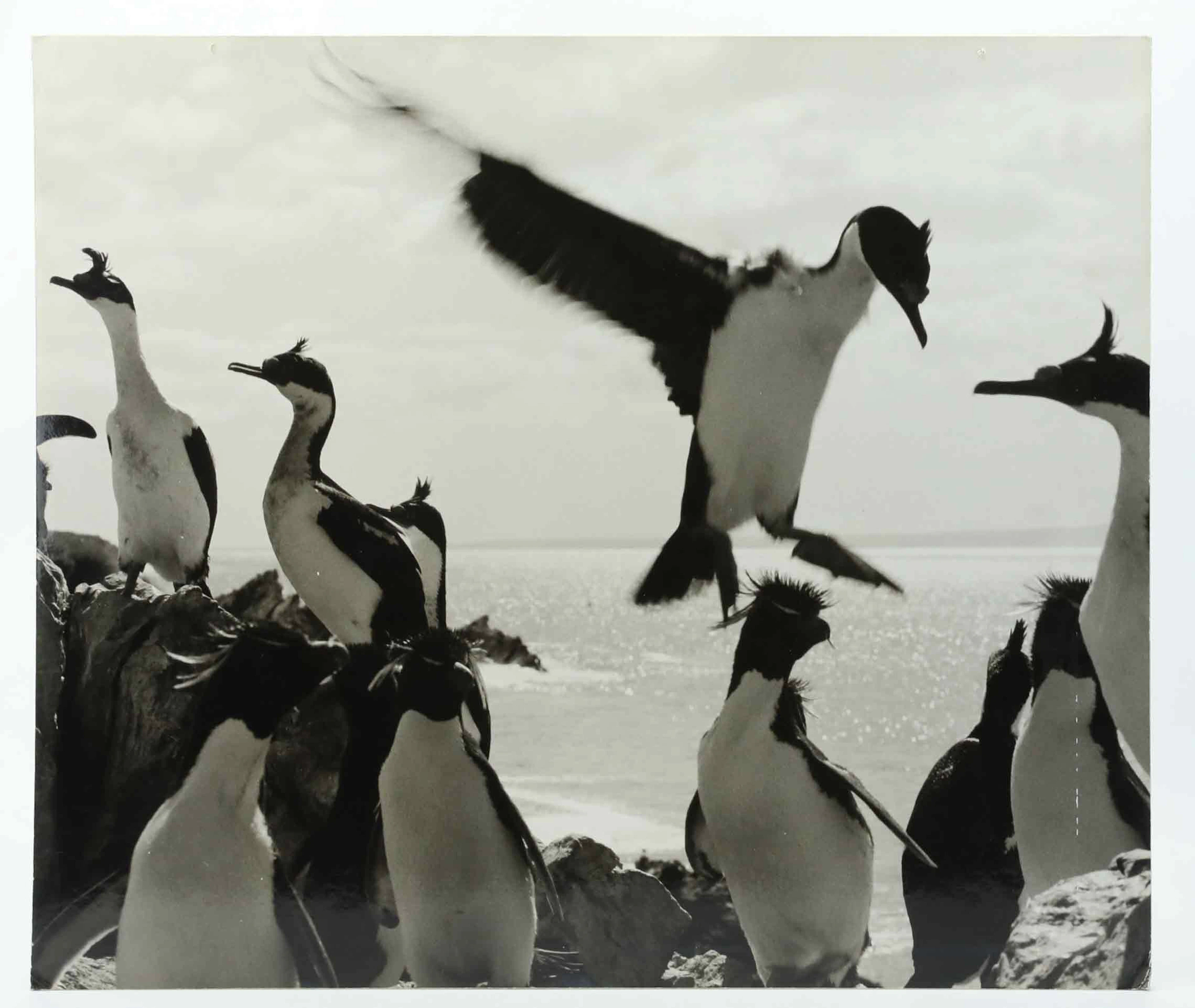SVEN GILLSÄTER (1921-2001). Fotografi, Klipphopparpingviner och Kejsarskarvar