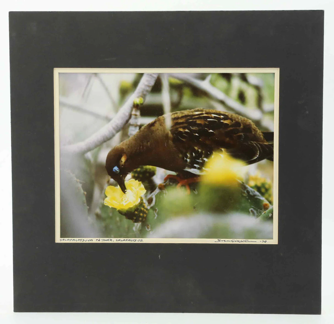 SVEN GILLSÄTER (1921-2001). Fotografi, "Galapagosduva på Tower" Galapagos