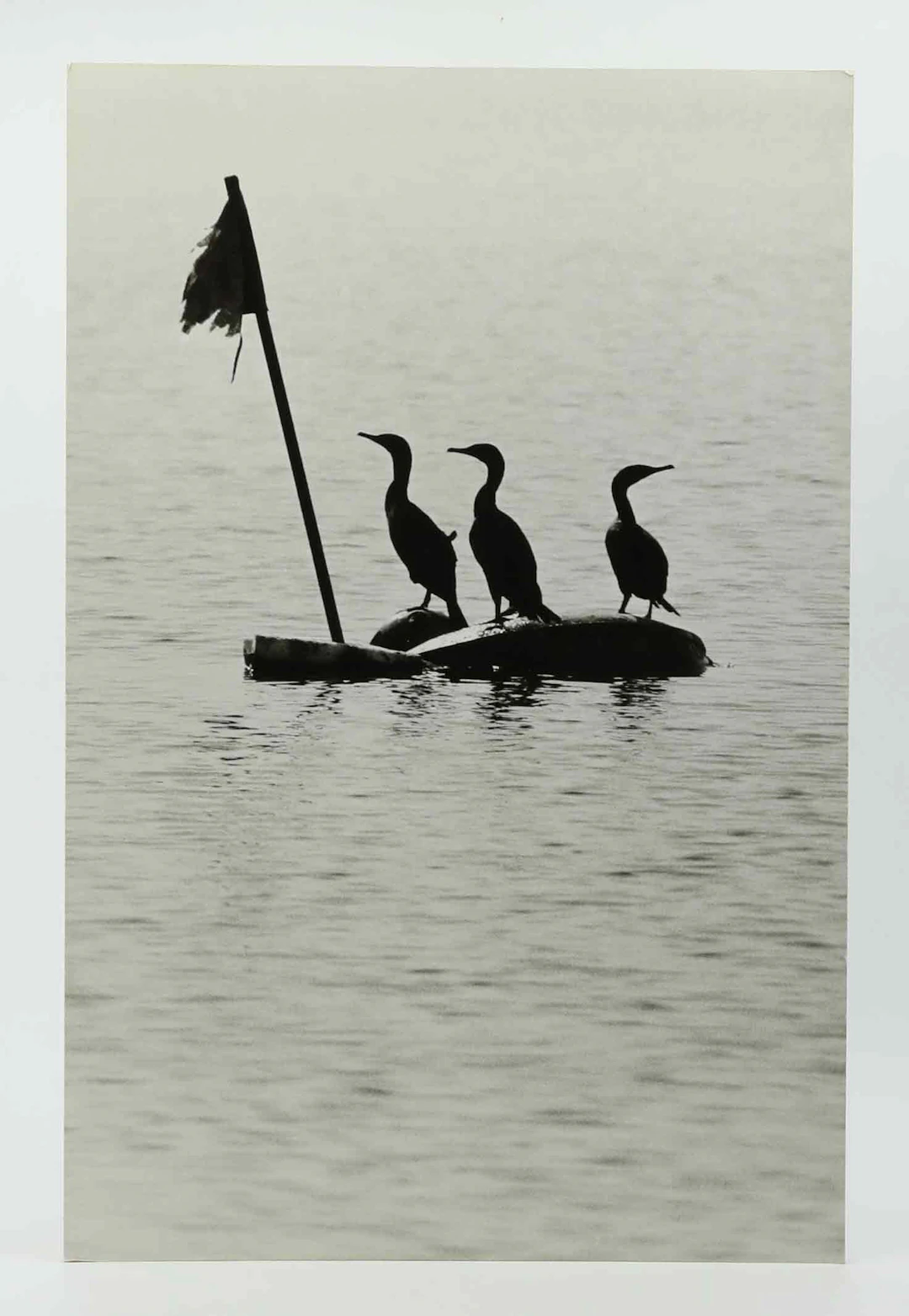 SVEN GILLSÄTER (1921-2001). Fotografi, skarvar, Stillahavet, 1970-tal.