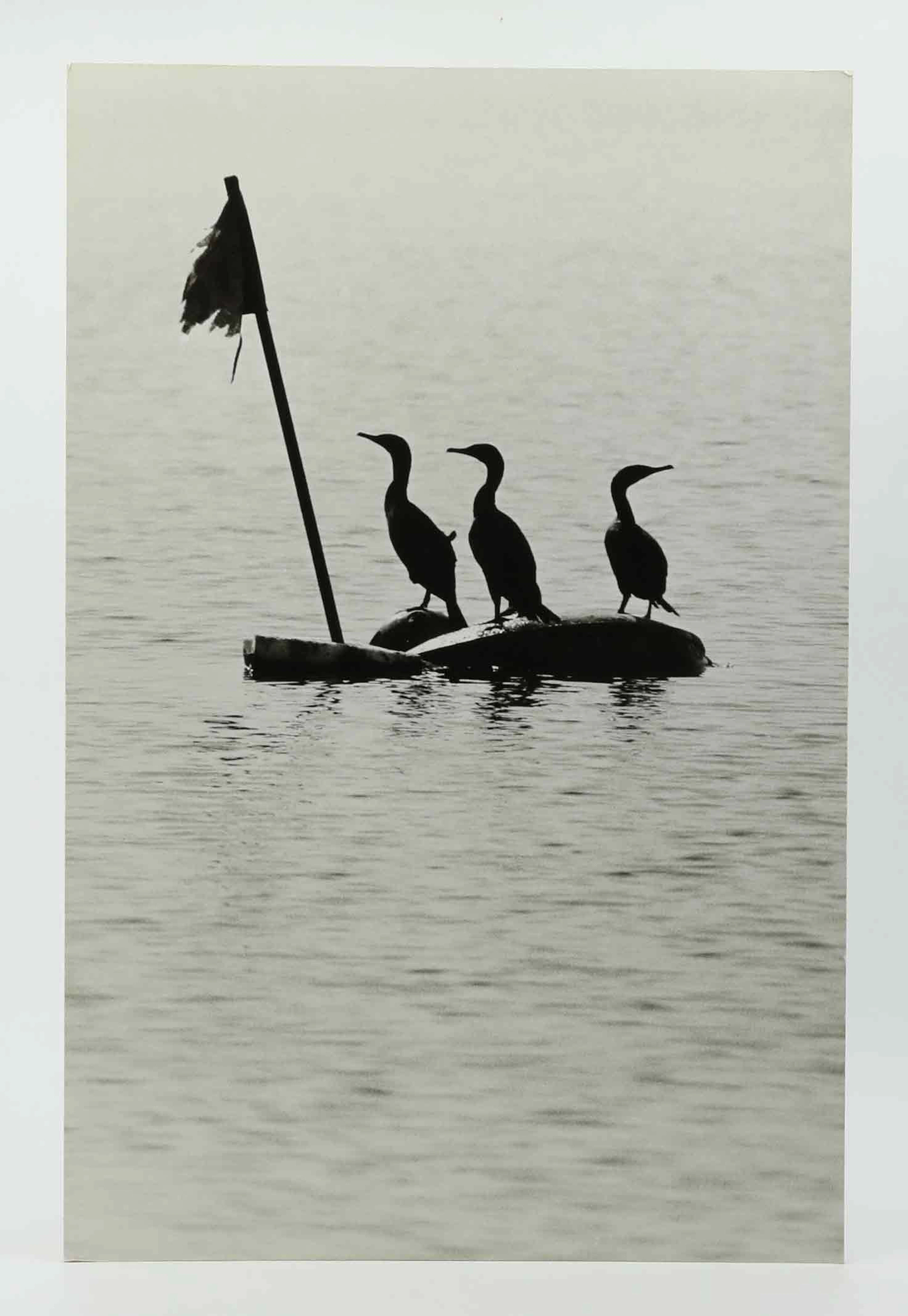 SVEN GILLSÄTER (1921-2001). Fotografi, skarvar, Stillahavet, 1970-tal.