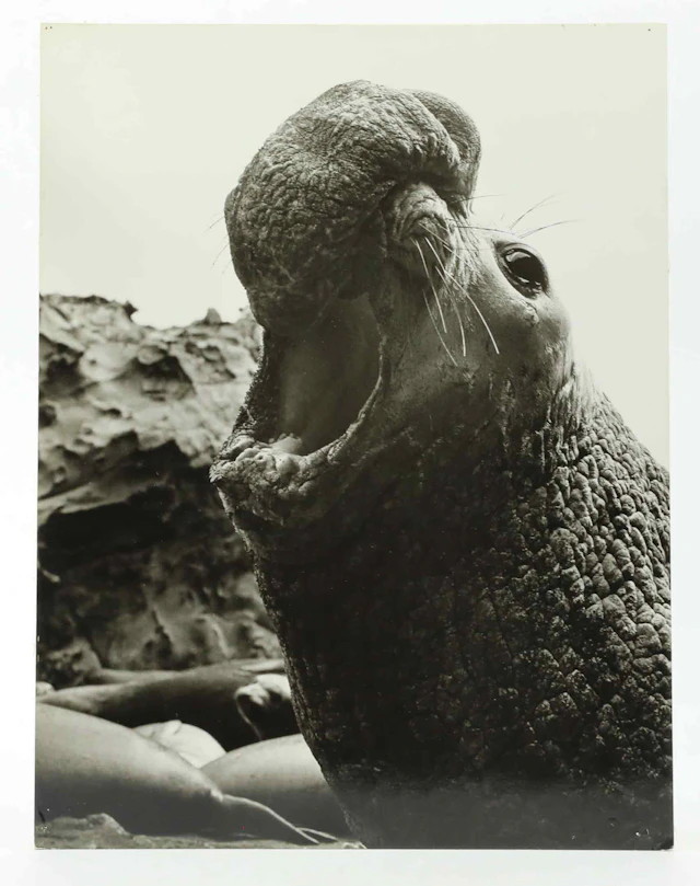 SVEN GILLSÄTER (1921-2001). Fotografi, Sjöelefant, 1970-tal.