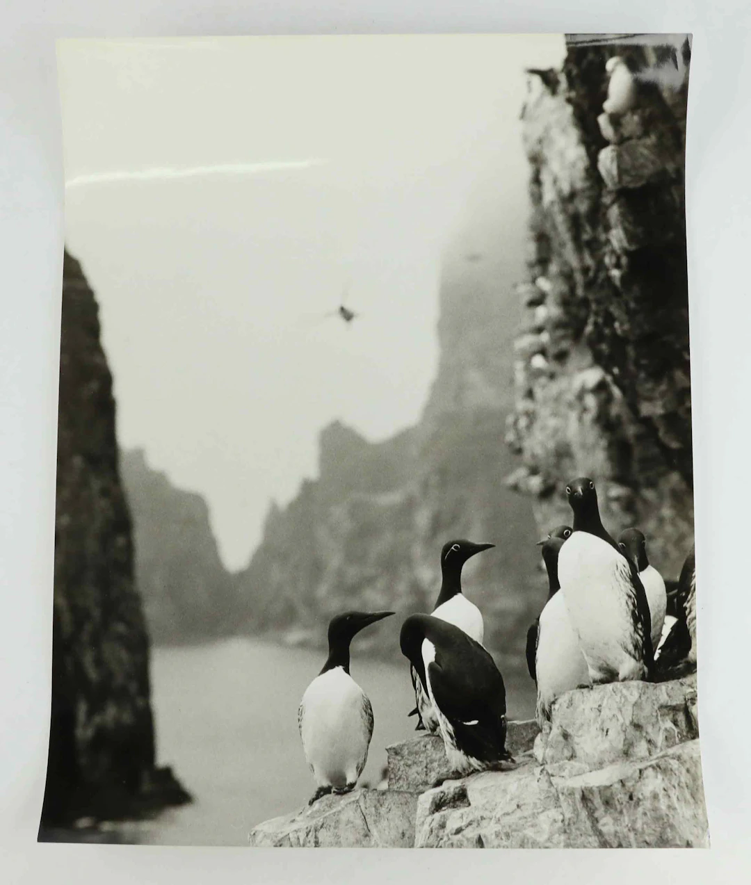 SVEN GILLSÄTER (1921-2001). Fotografi, Spetsbergsgrisslor, 1970-tal.