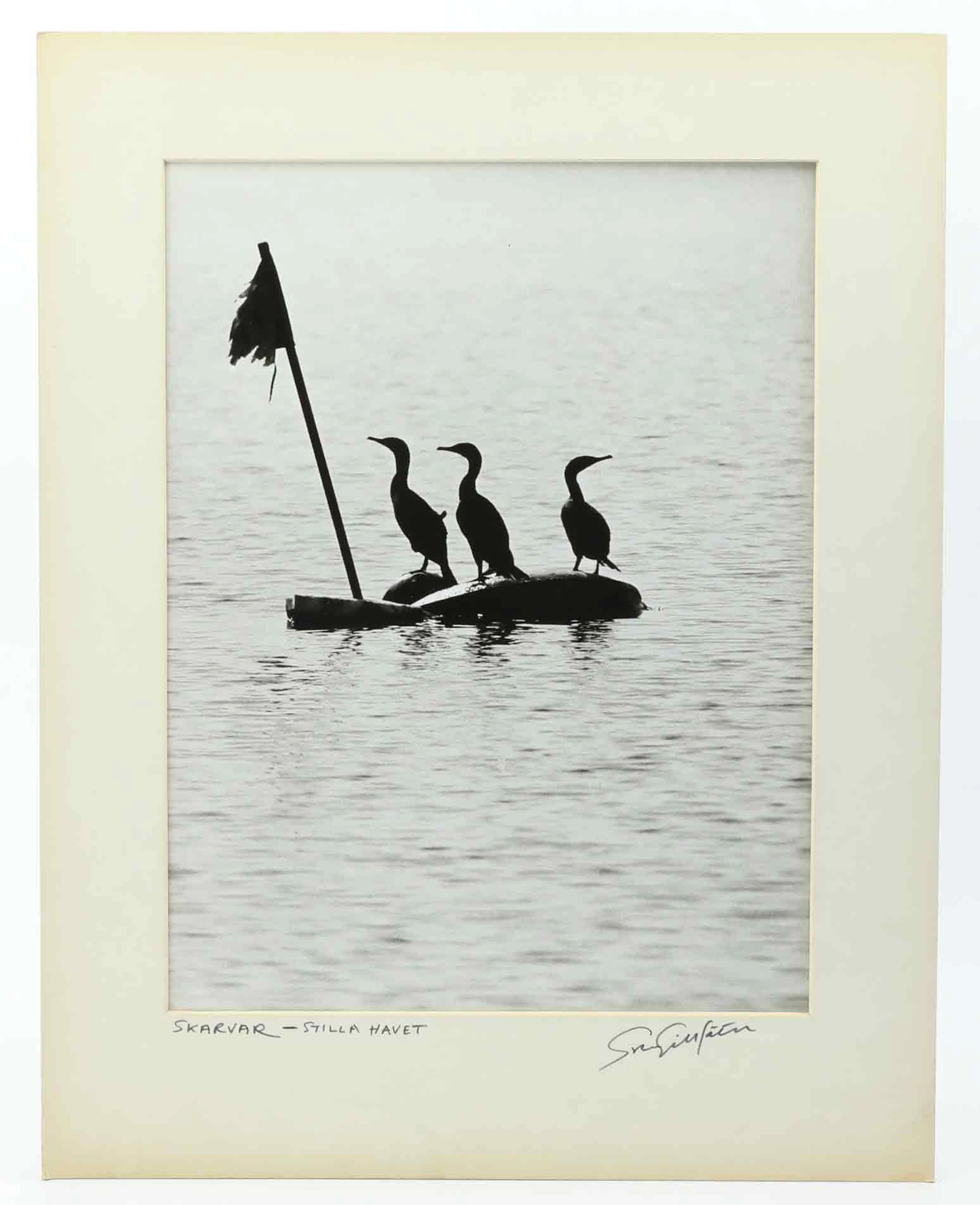 SVEN GILLSÄTER (1921-2001). Fotografi, Skarvar-Stillahavet, signerad, 1970-tal.