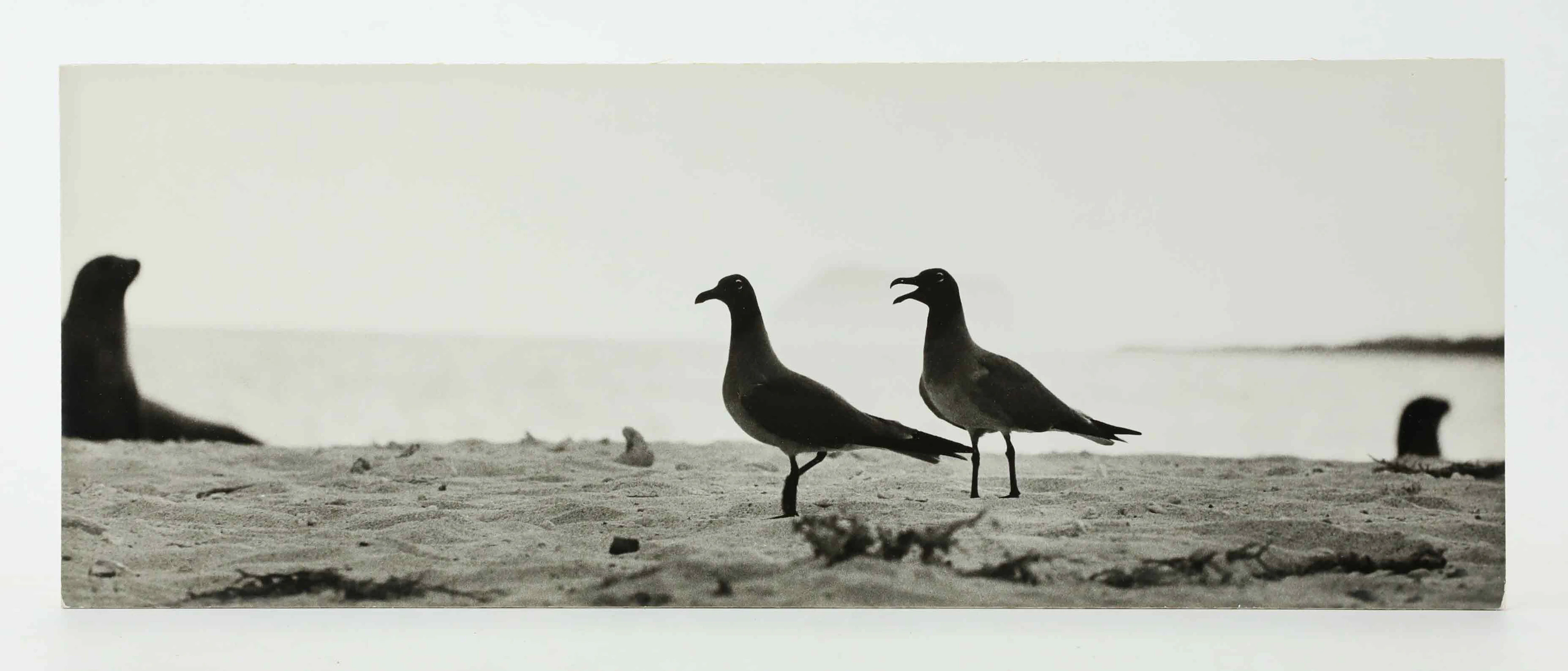SVEN GILLSÄTER (1921-2001). Fotografi, Fågelpar på strand, signerad
