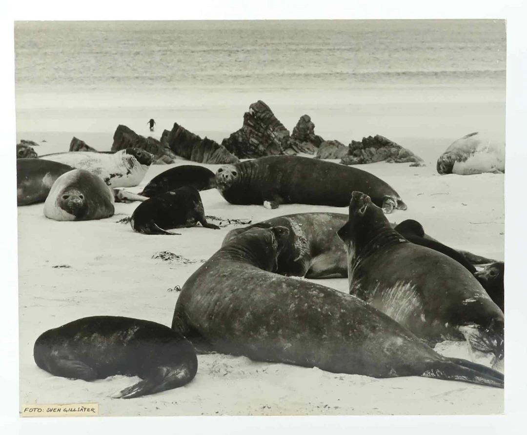 SVEN GILLSÄTER (1921-2001). Fotografi, Sjöelefanter, 1970/80-tal.